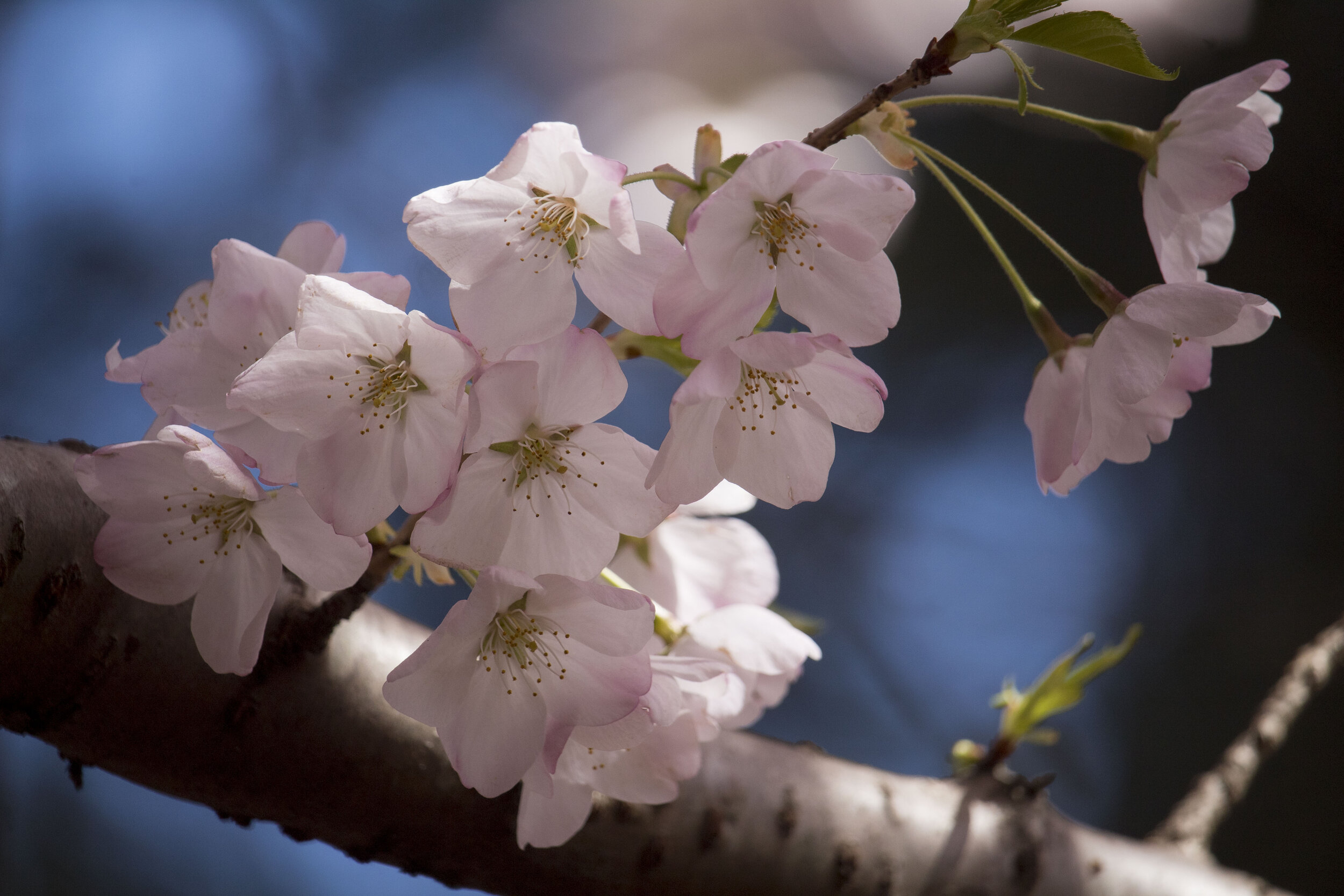 Cherry Blossoms 3.JPG