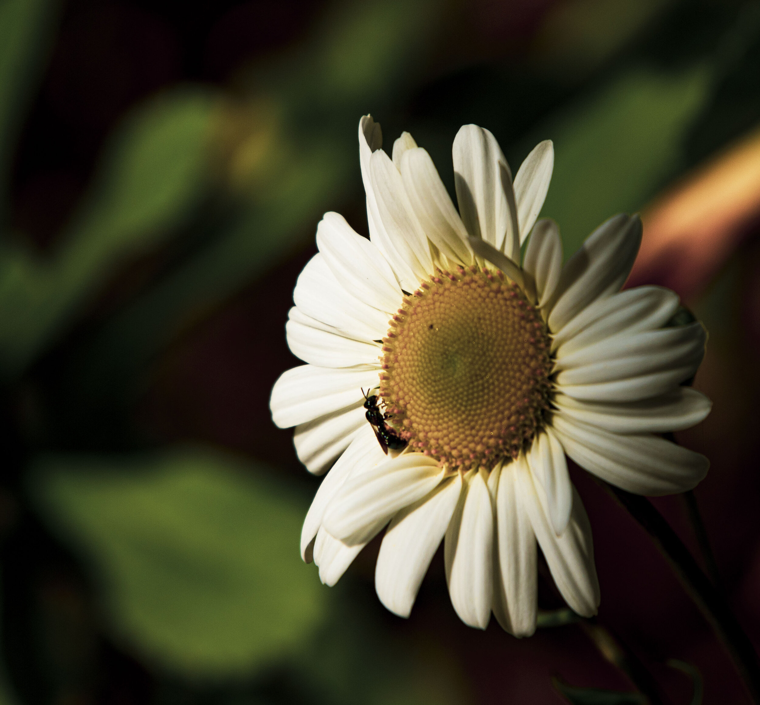 Daisy (Montauk).JPG