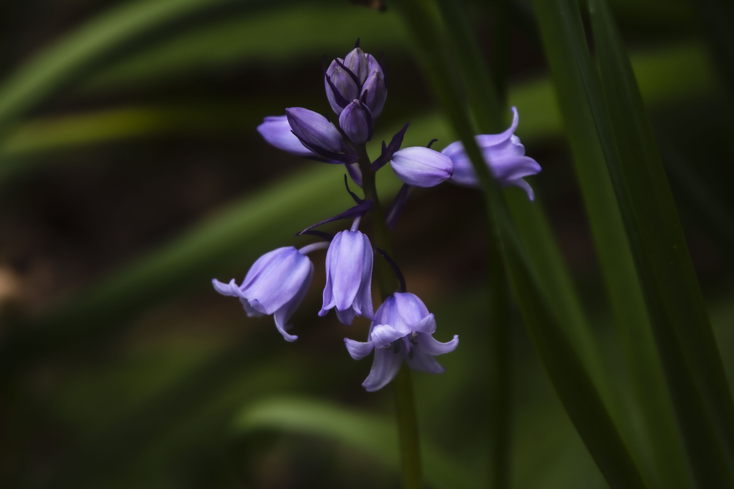 Hyacinth (English Bluebell).JPG