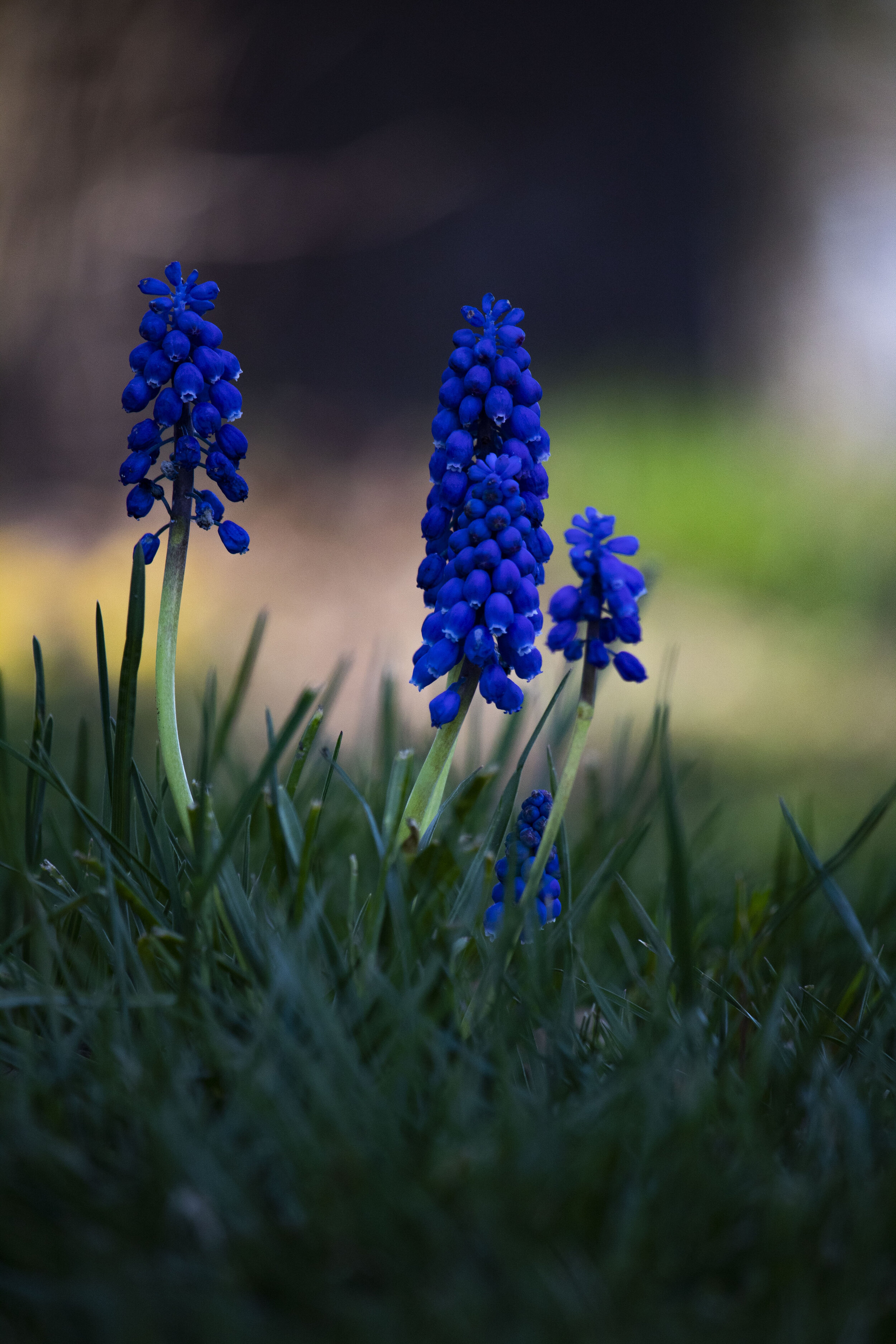 Hyacinth (Grape).jpg