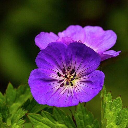 Geranium (Bloody).jpg