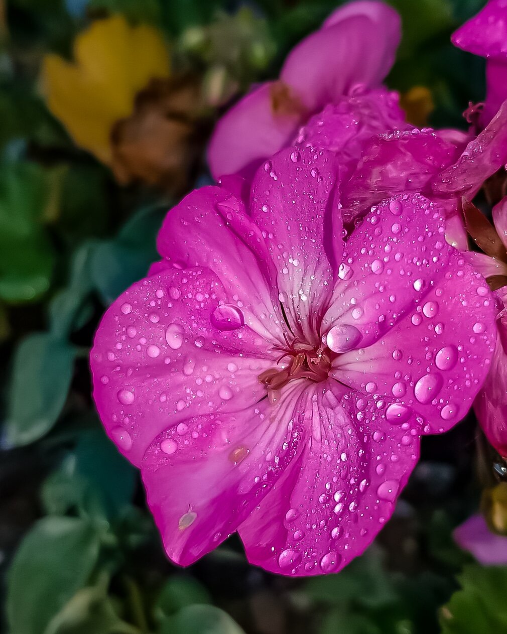 Geranium (Horseshoe).jpg