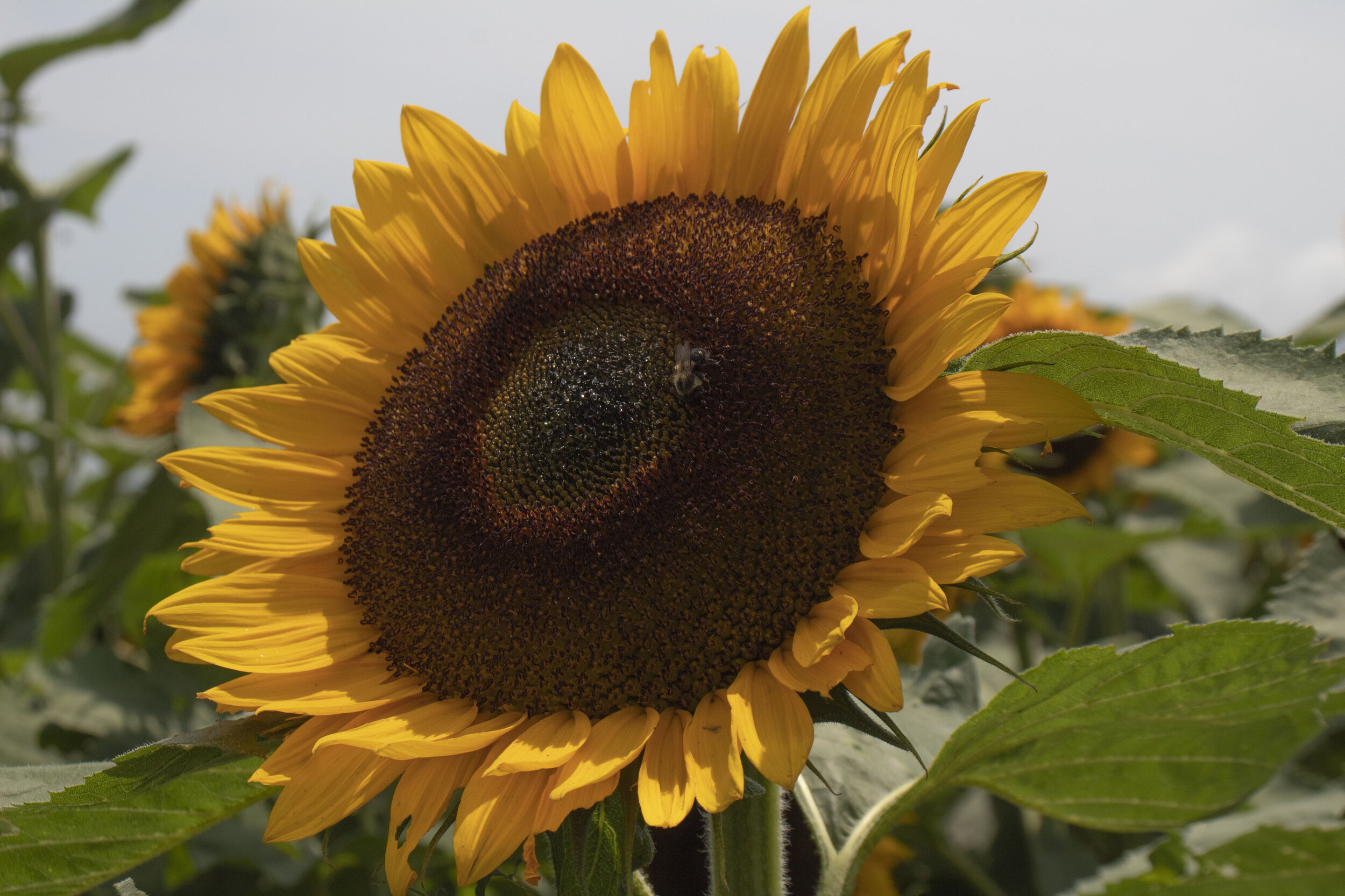 Sunflower 3.JPG