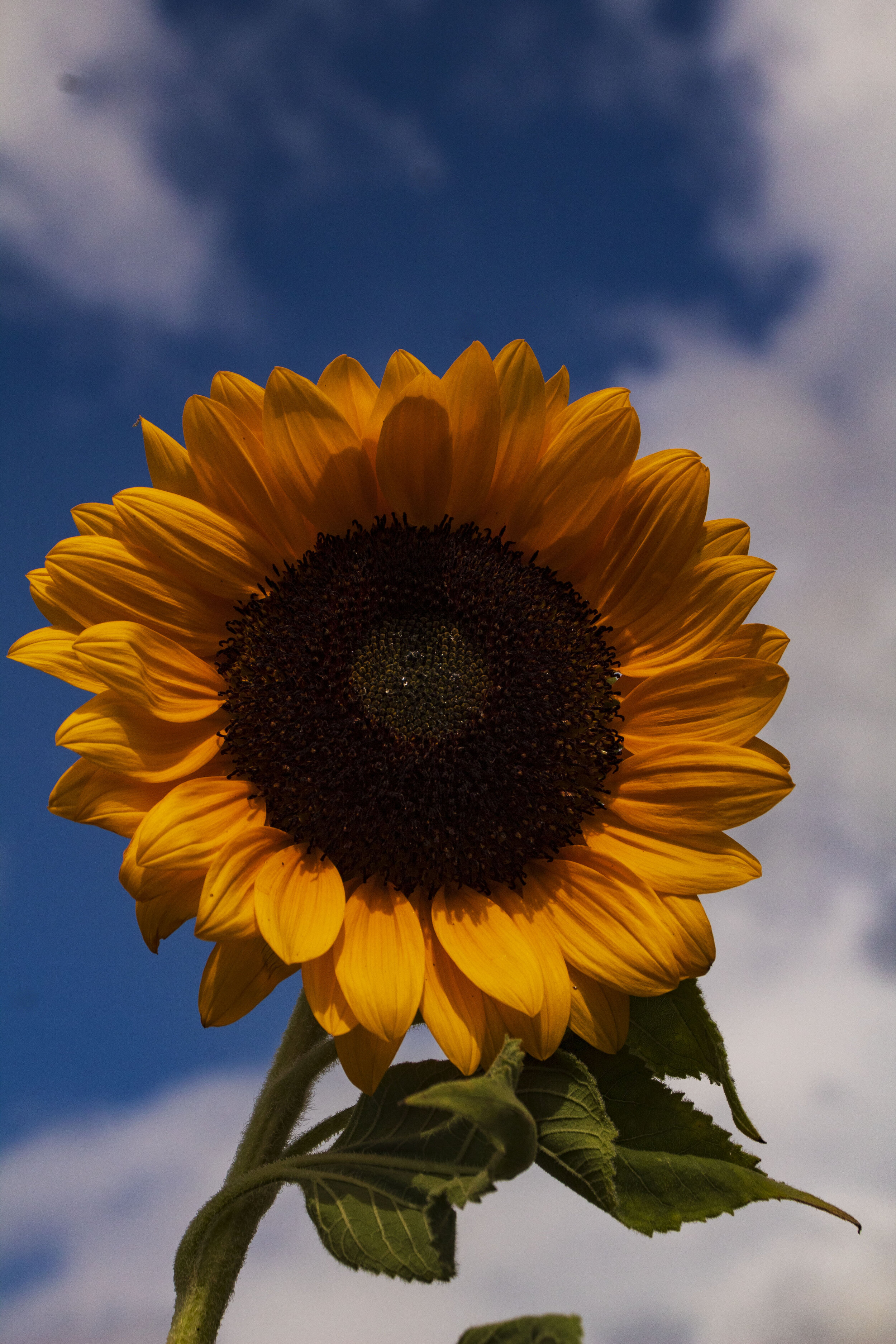 Sunflower 2.jpg