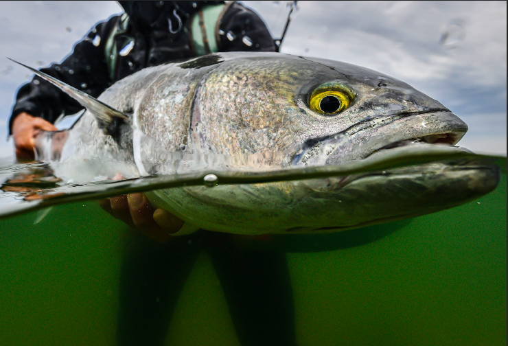 Montauk: Fishing The Blow - The Fisherman