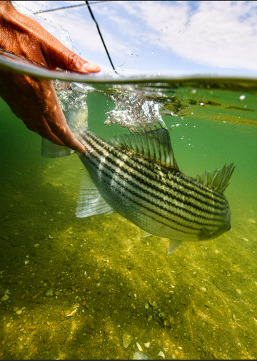 The Perception of Stripers Vs. Blues: An Oral Account from Long Island  Anglers — NTVLI
