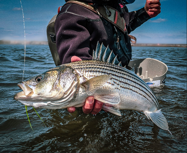 The Perception of Stripers Vs. Blues: An Oral Account from Long