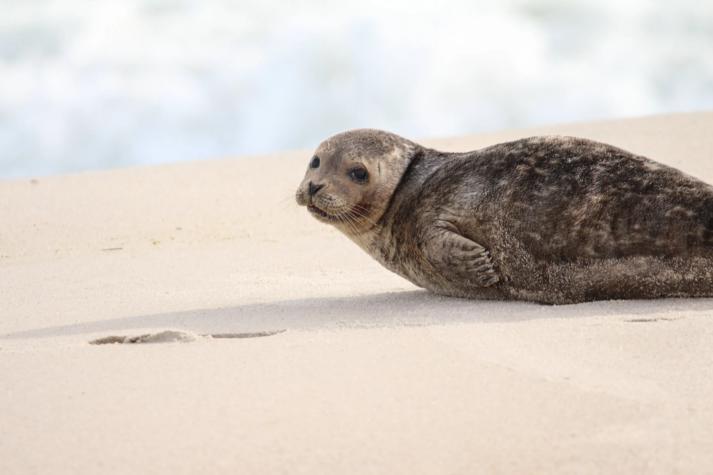 Long Island’s Winter Visitors: Some motivation to brave the cold and get outside!
