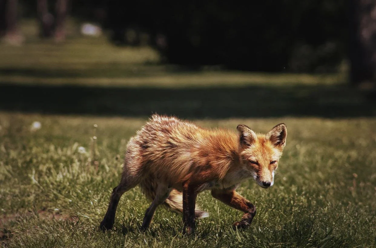 A Guide To Responsible Wildlife Photography (From Some of My Favorite Long Island Photographers)