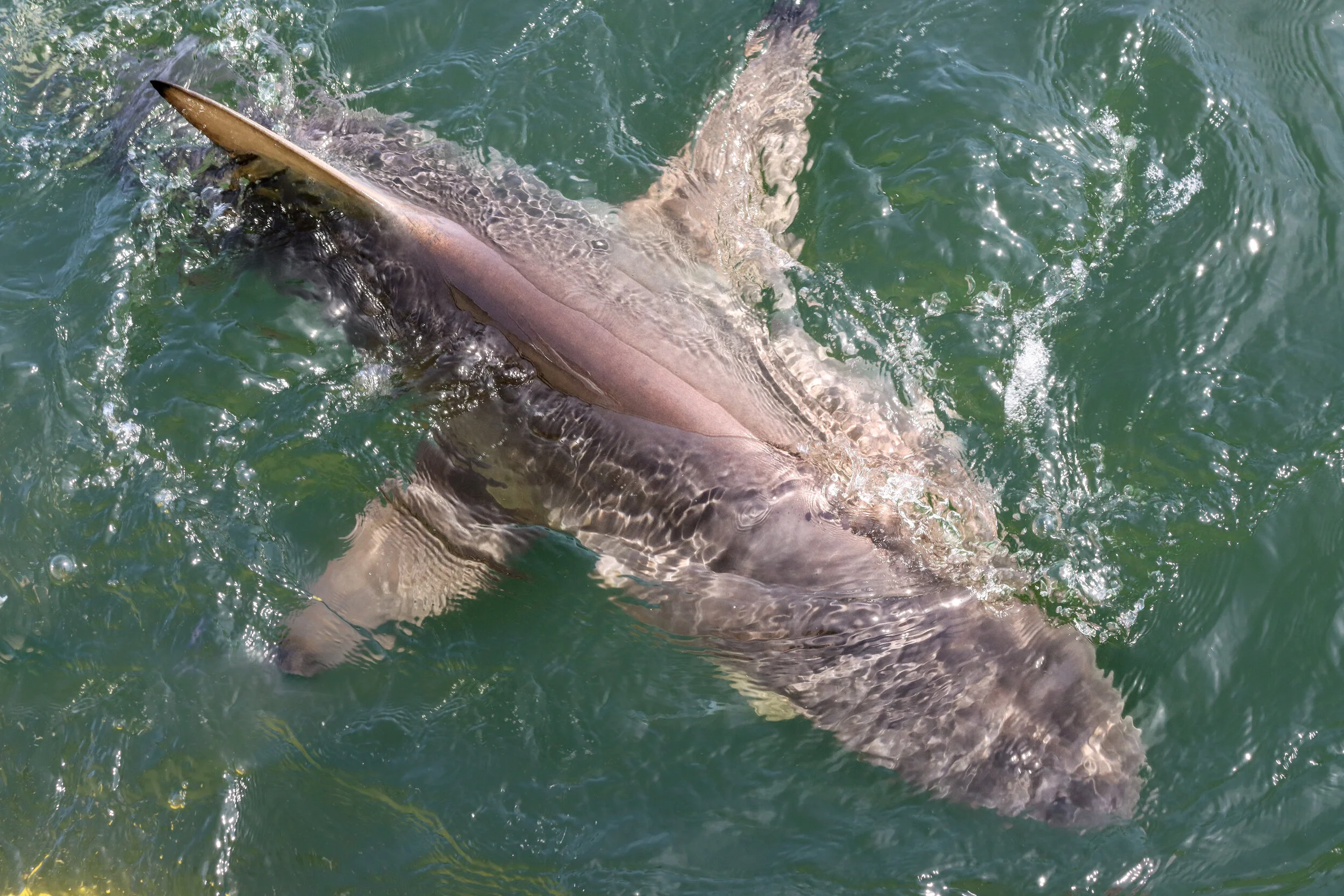 Was 2021 A Particularly Shark-y Summer on Long Island? 