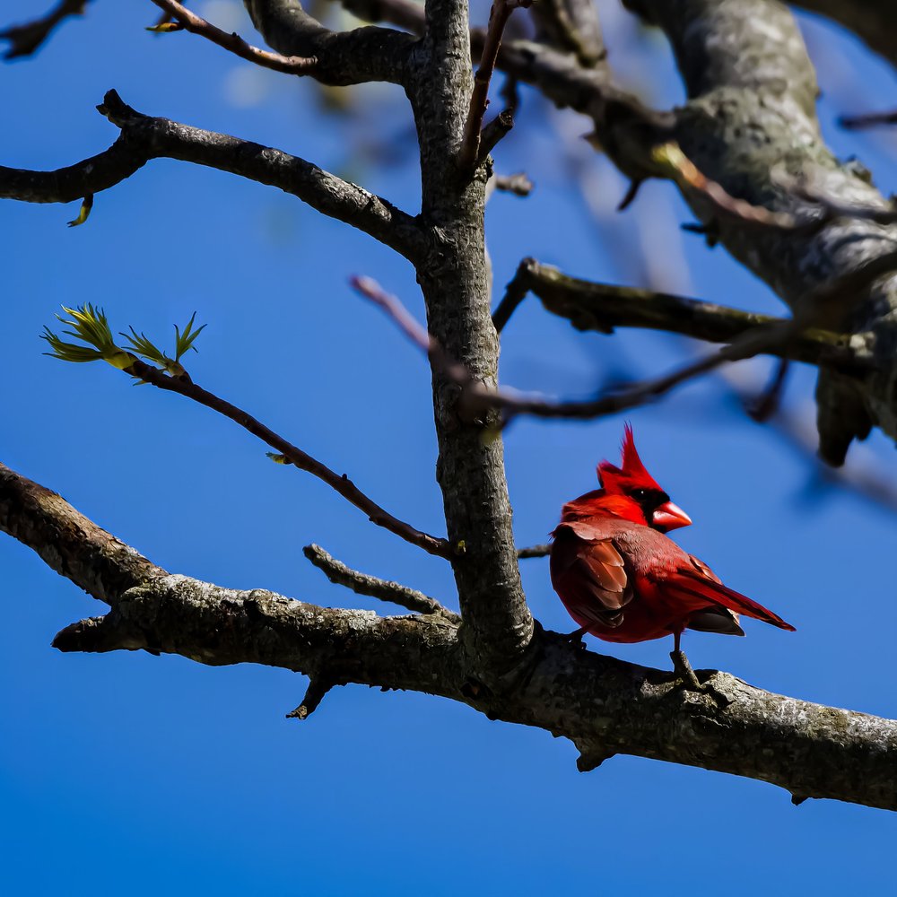 Which Species of Birds are Most Common on Long Island: Top 10 Revealed