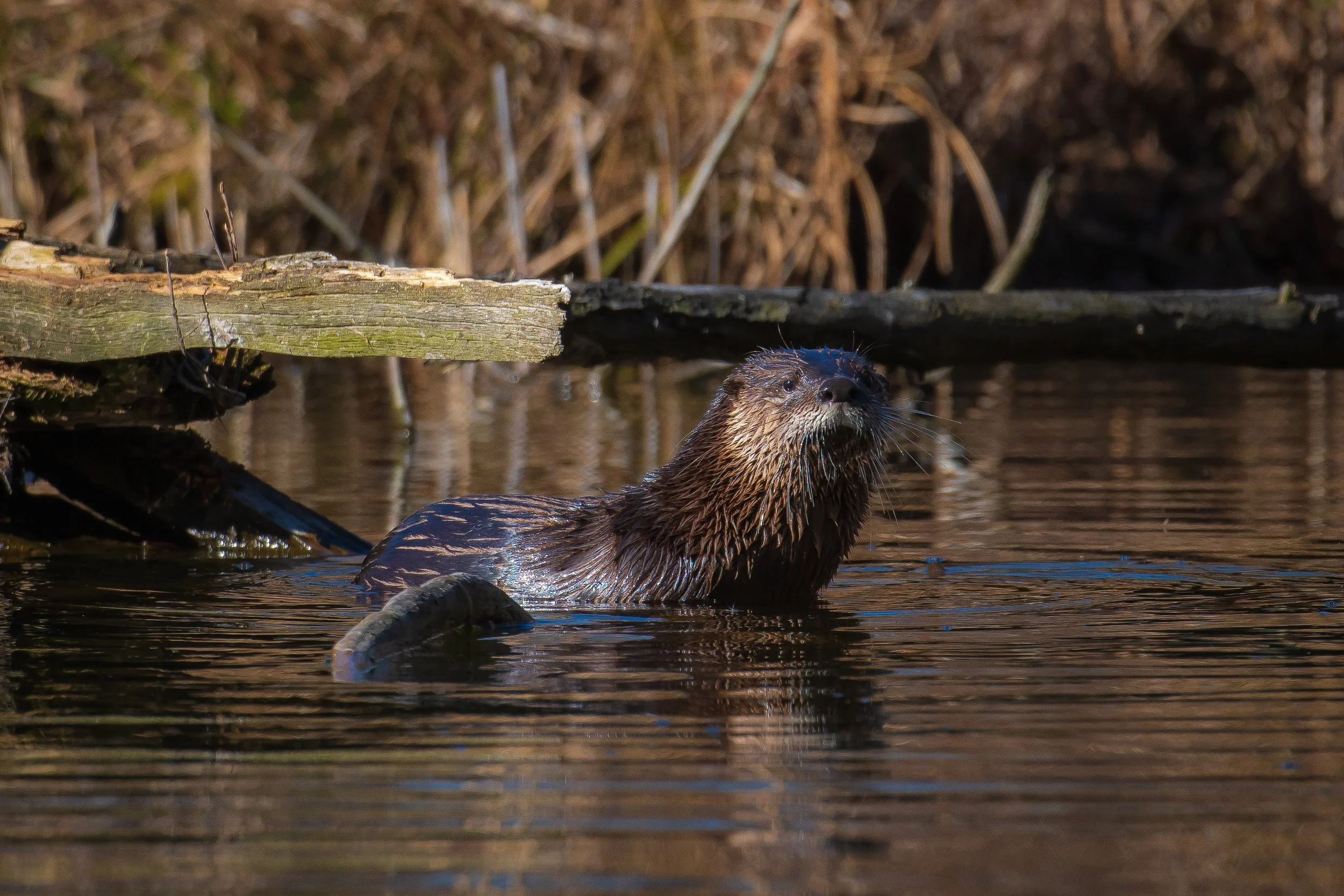 Eight Species You Might Not Know We Have On Long Island