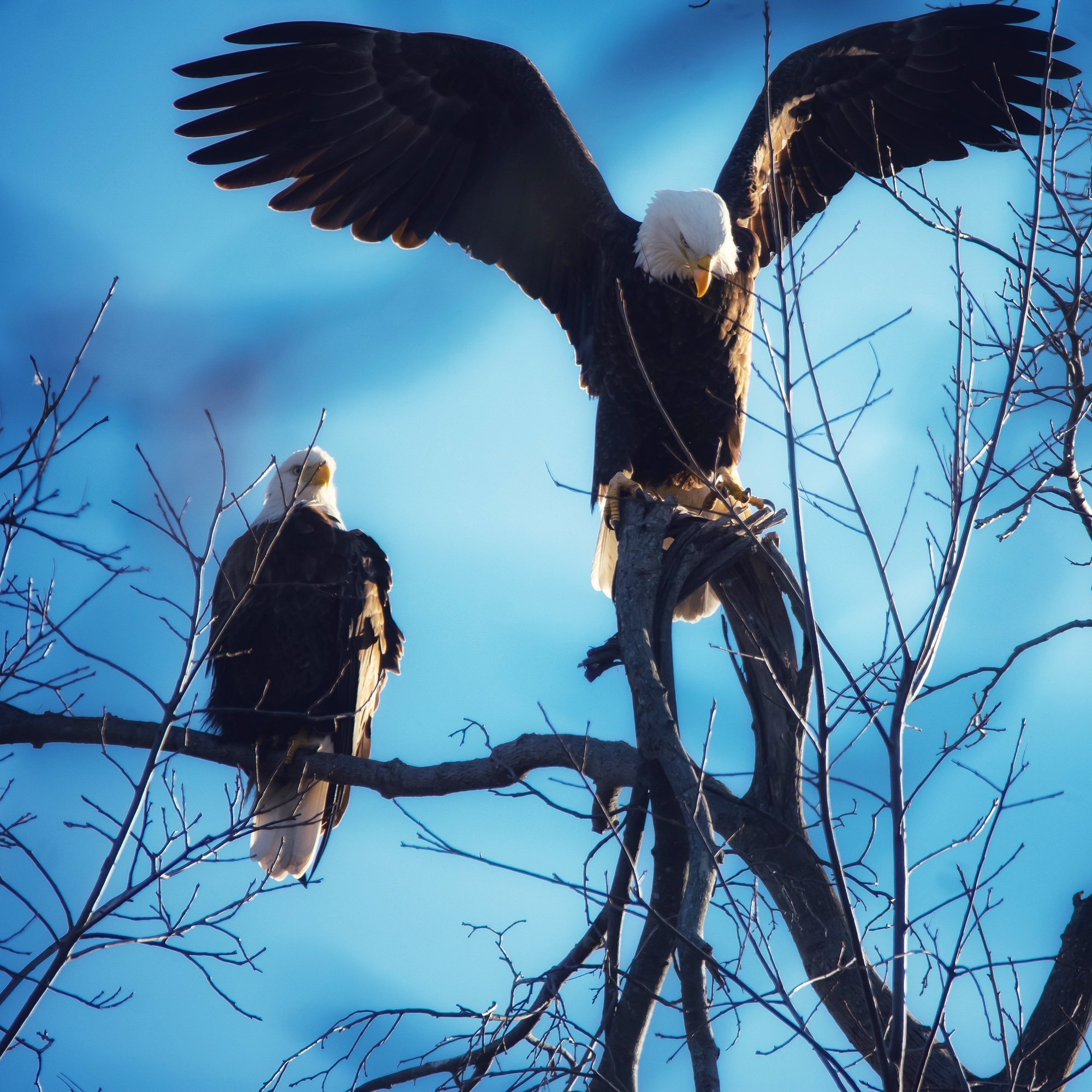 The Burgeoning Bald Eagle Population of Long Island (featuring photos and  personal excerpt by Meredith McCarthy) — NTVLI