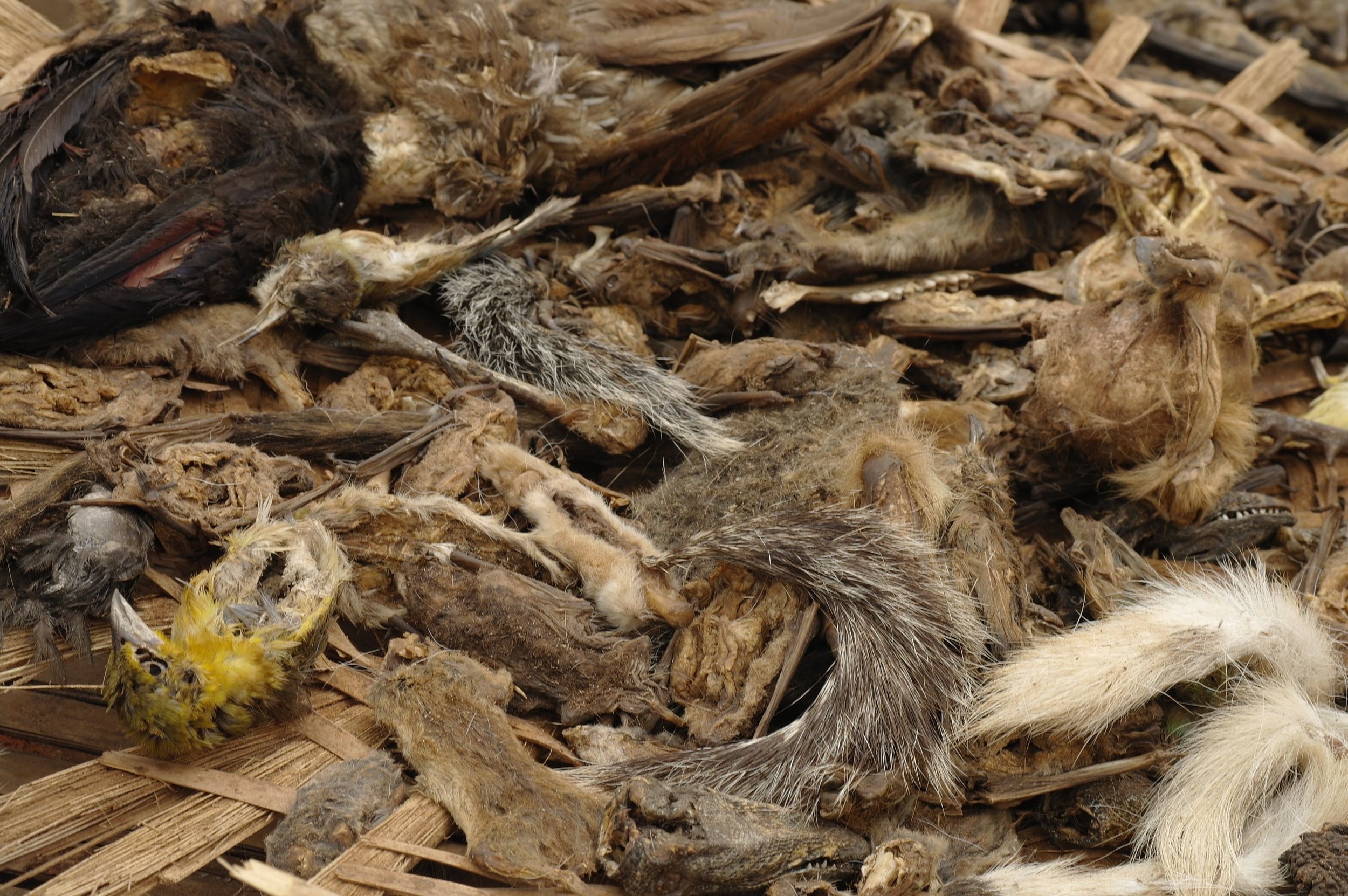 Relevant Benin Photos - 0019.jpg