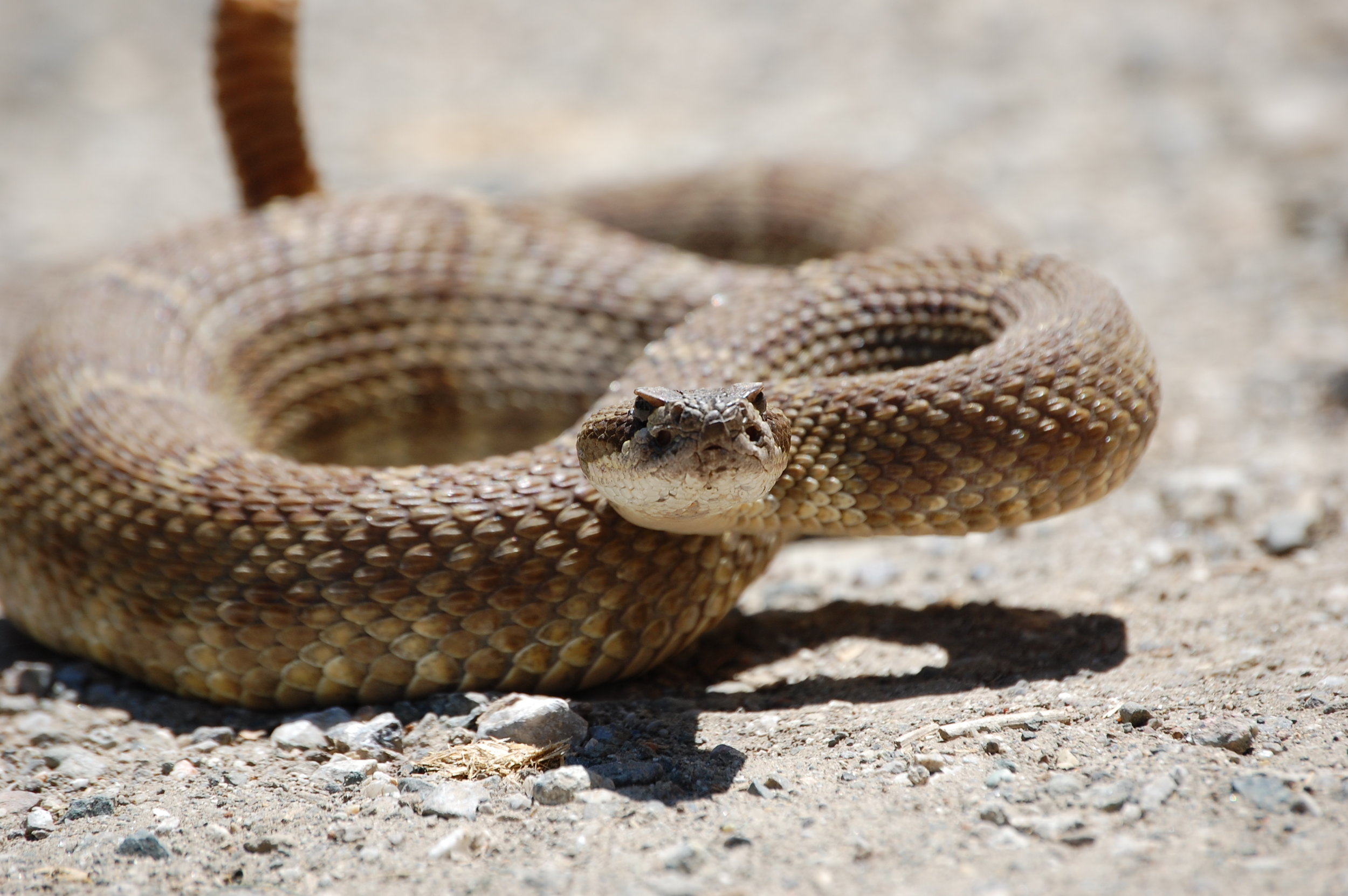 can a dog survive a rattlesnake bite