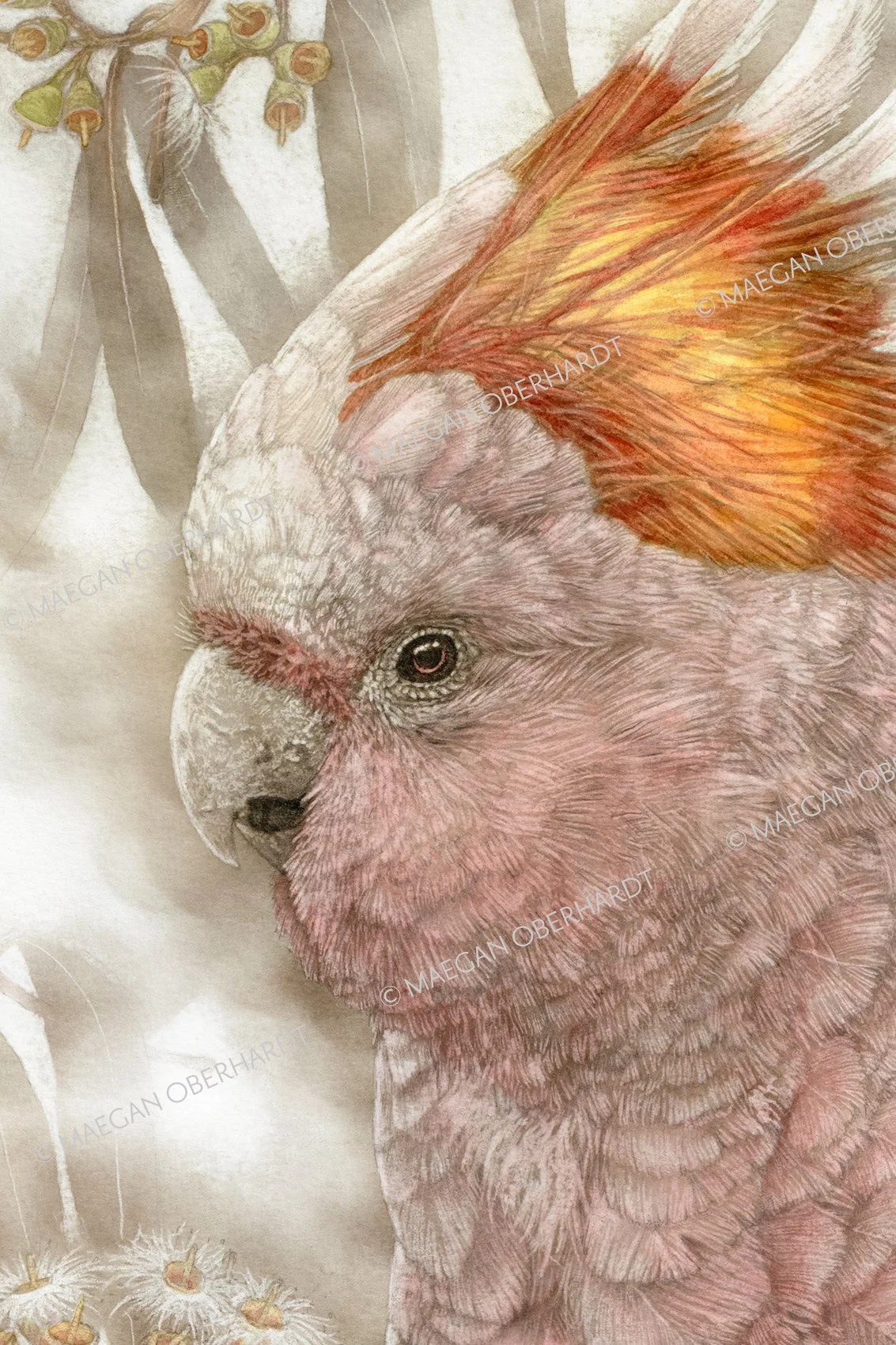 Obe_MajorMitchellsCockatoo_print-close1.jpg