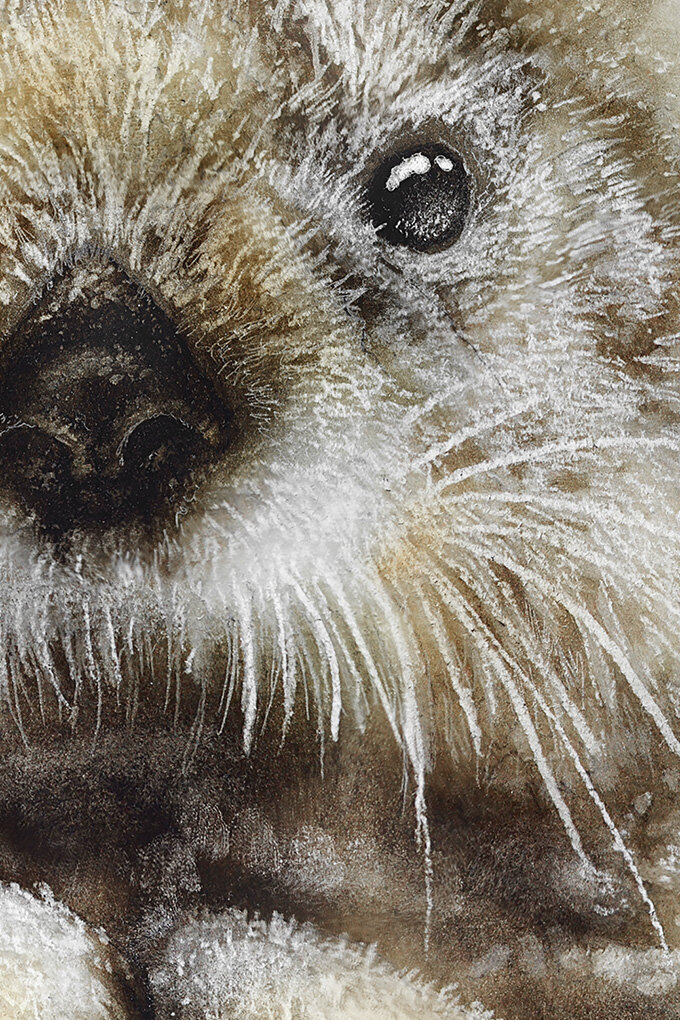 Northern Sea Otter Portrait — Maegan Oberhardt
