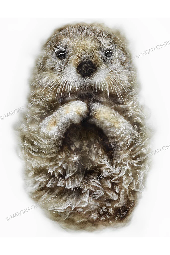 Northern Sea Otter Portrait — Maegan Oberhardt
