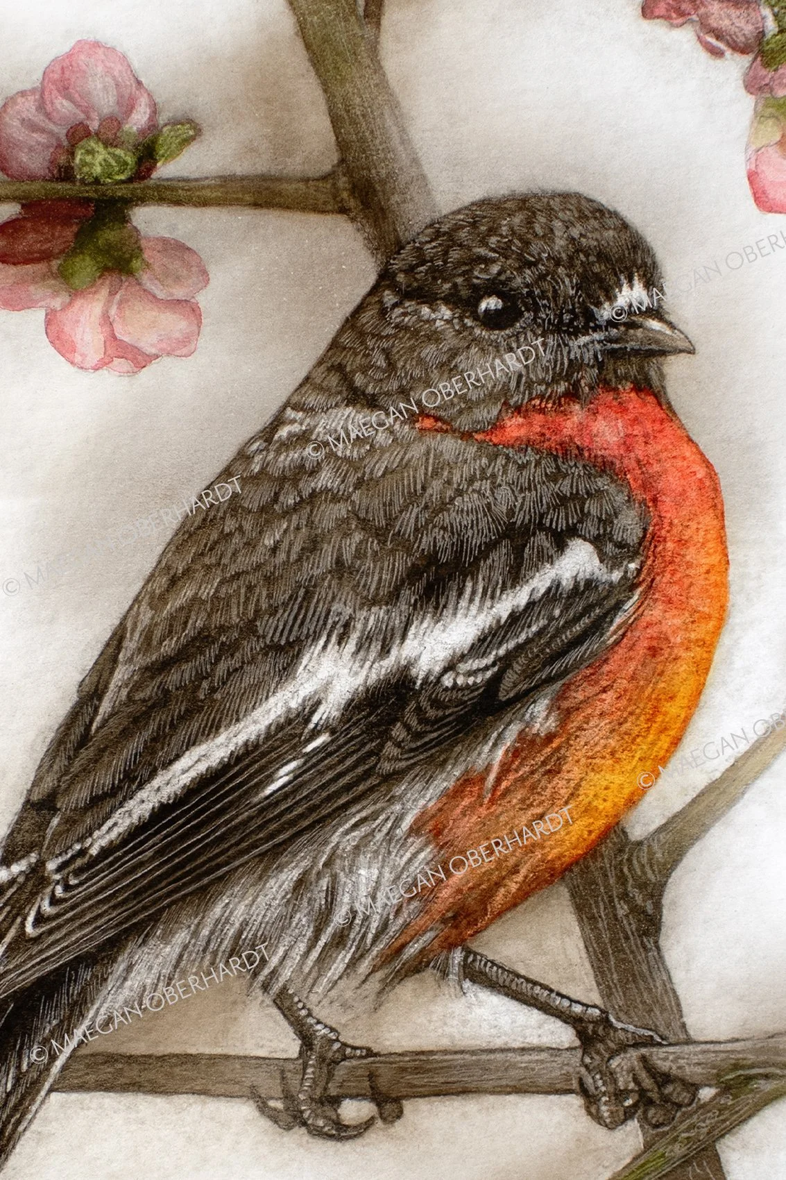 OBE-206-flame robin -close1.jpg