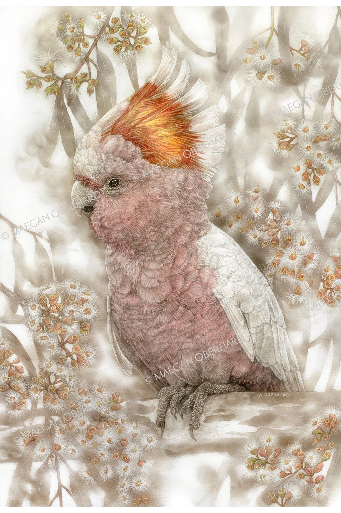 Obe_MajorMitchellsCockatoo_print-main.jpg