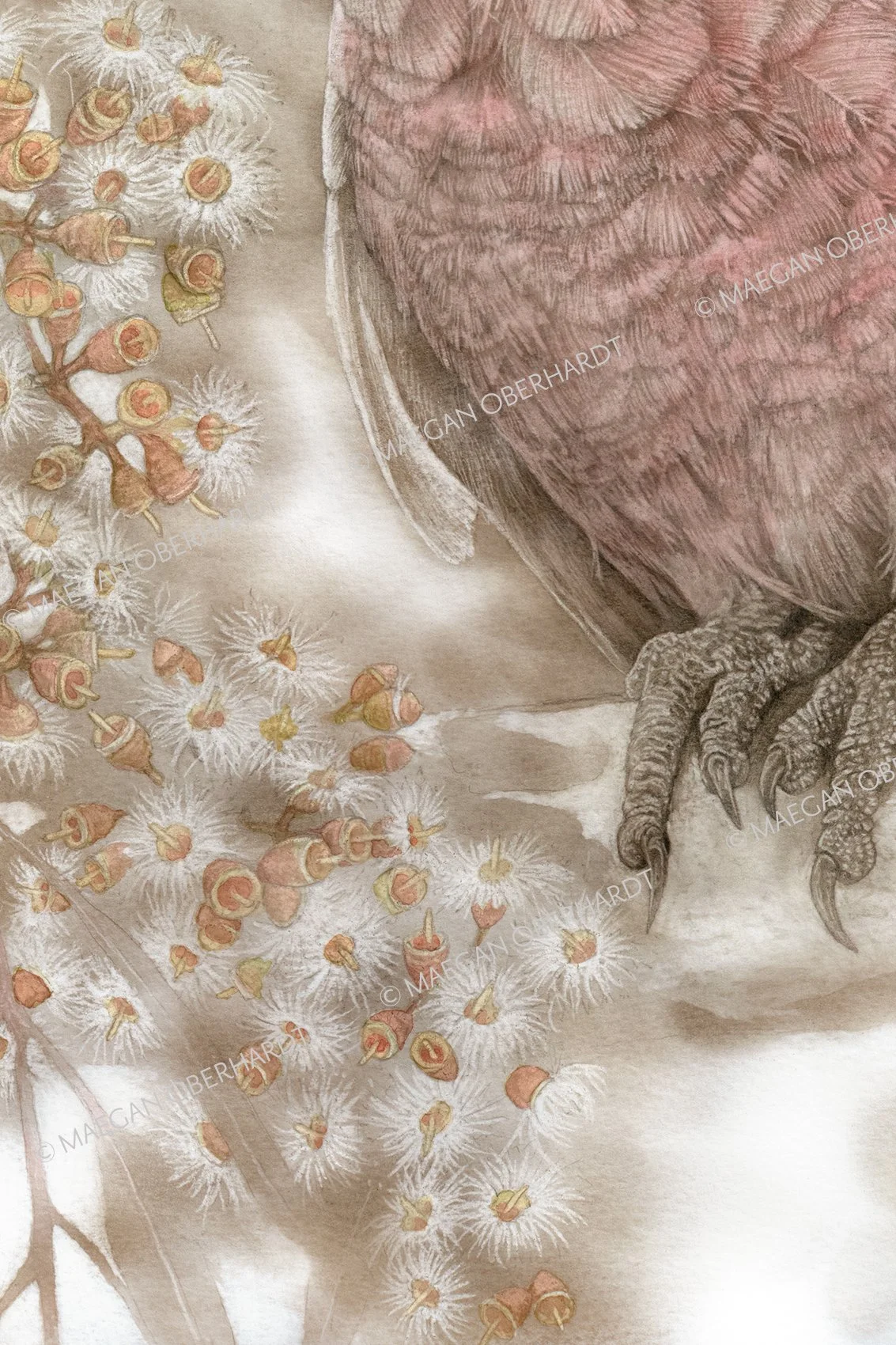 Obe_MajorMitchellsCockatoo_print-close2.jpg