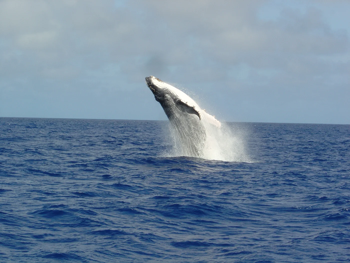whale_destinations.jpg