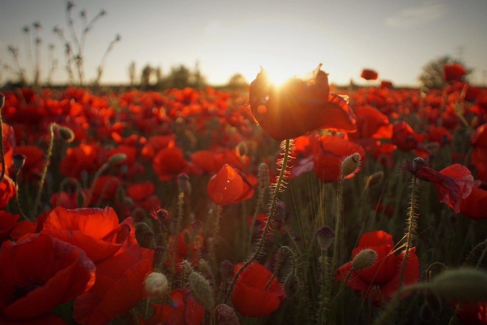 Armistice Day Parade