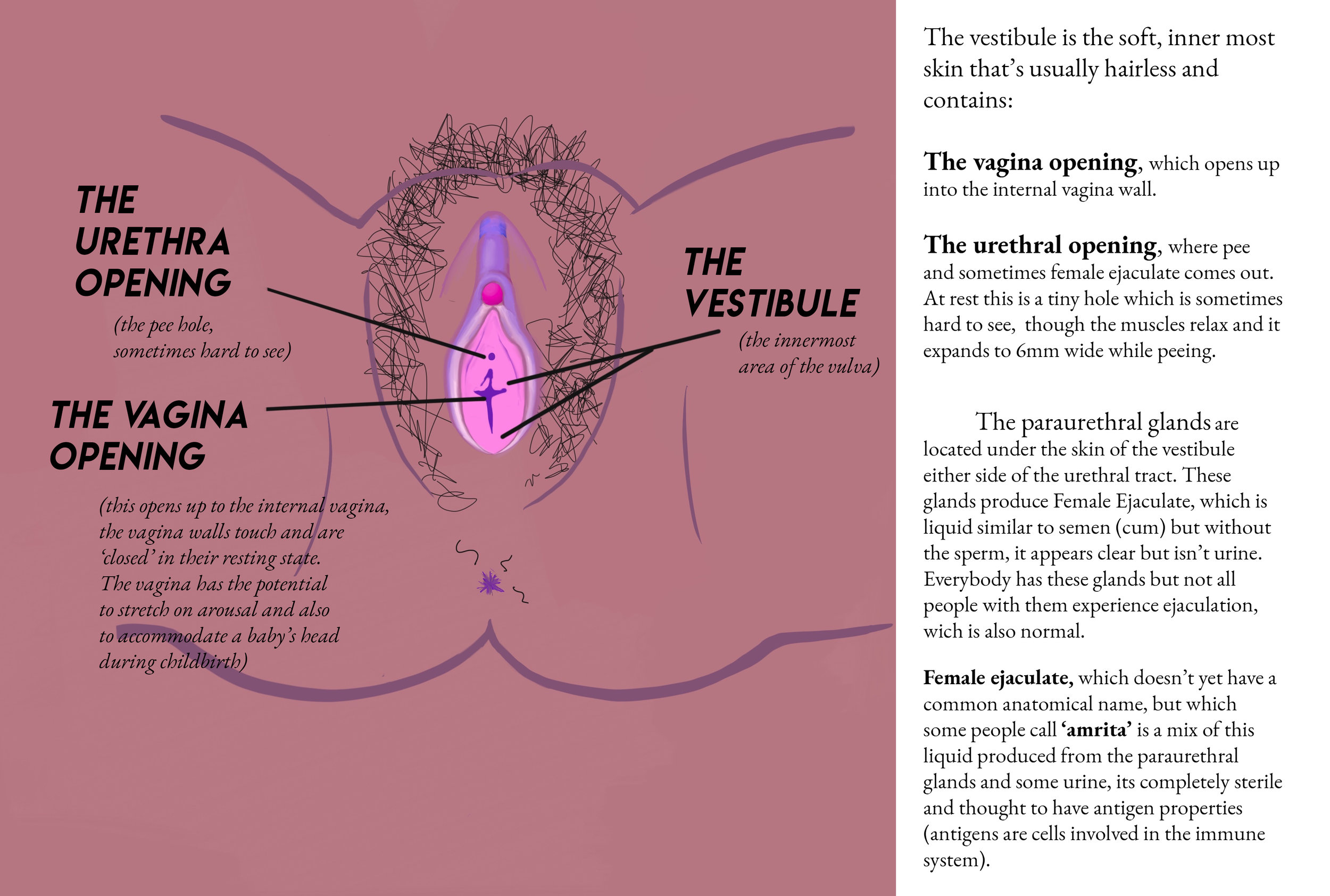 vulva page labels 4b.jpg