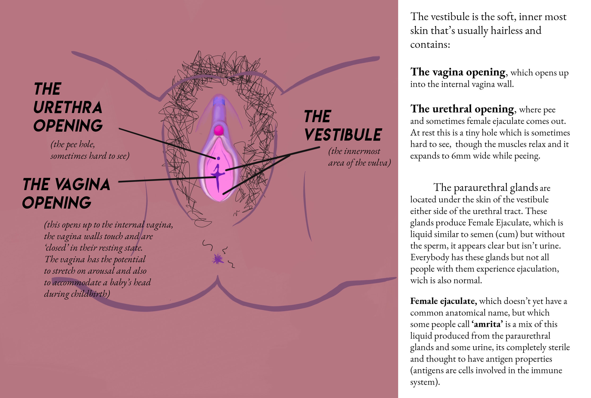 Pics vulva Lopsided Vagina: