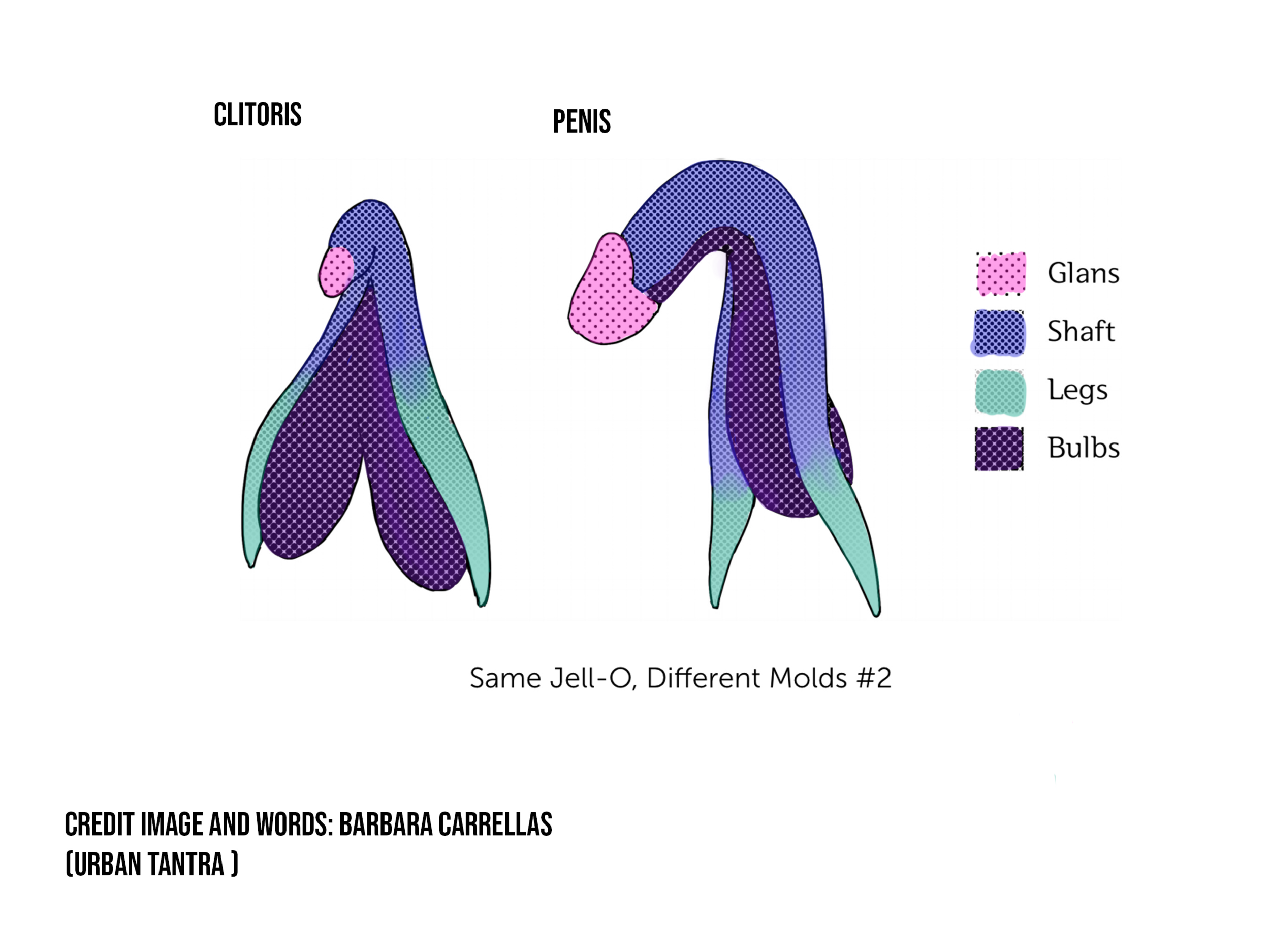 Homologous_1.png