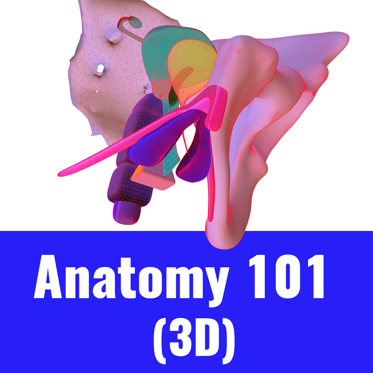 0 anatomy 101 thumbnail V2.png