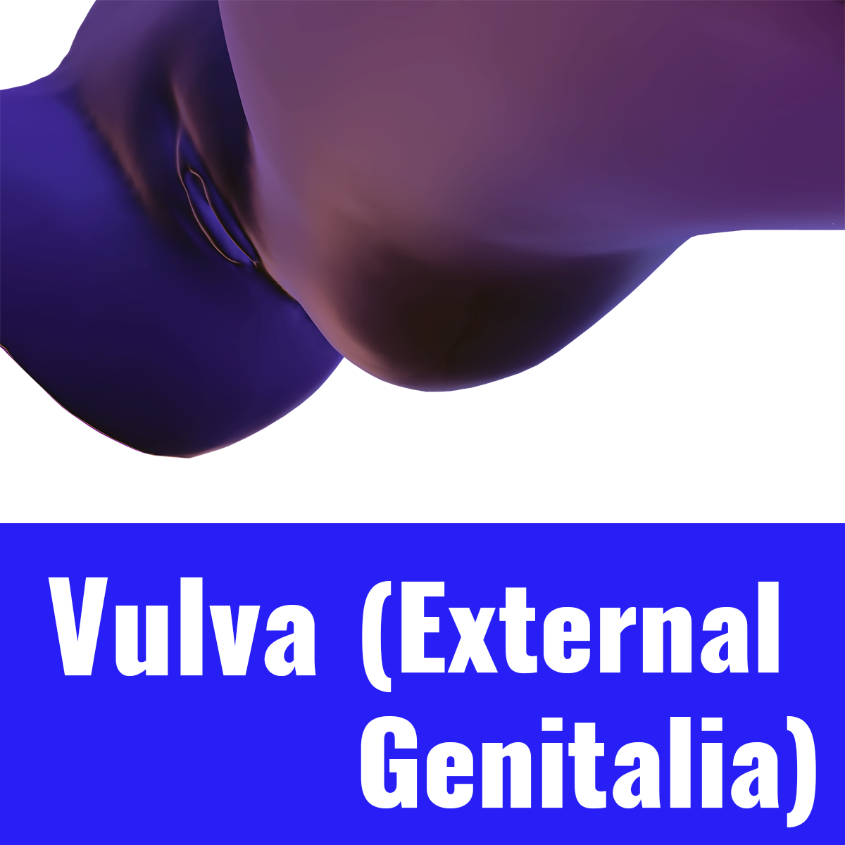 1 vulva thumbnail v2.png