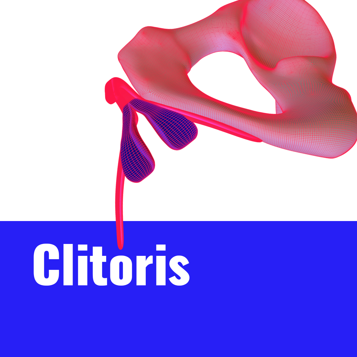 2 Clitoris thumbnail V2.png
