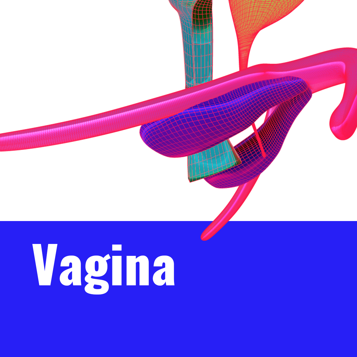 3 Vagina thumbnail v2.png