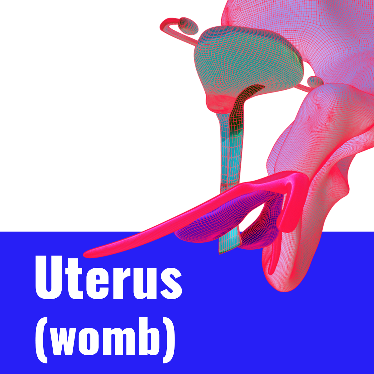5 Uterus thumbnail V2.png
