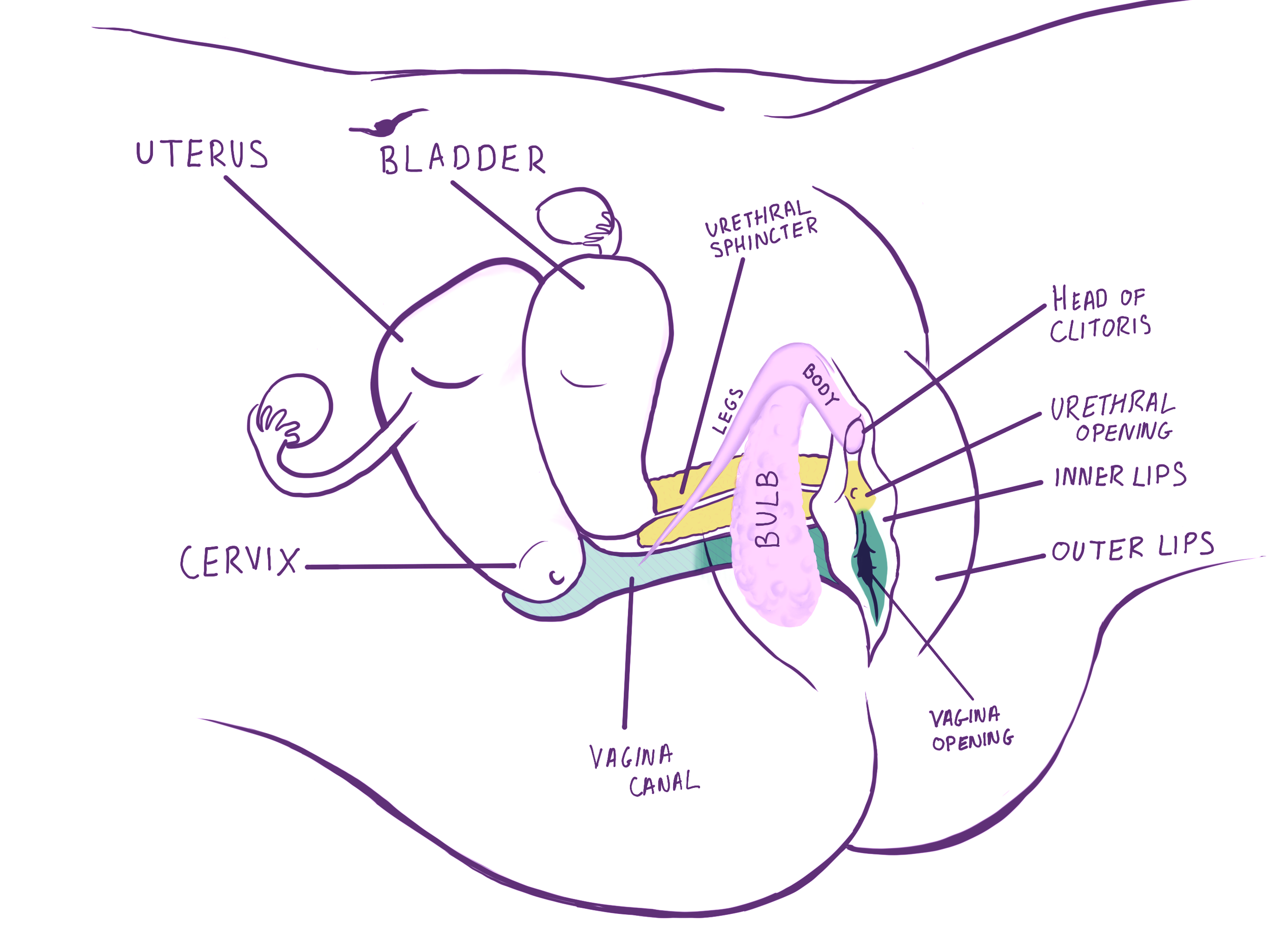 clitoral complex illustration.png
