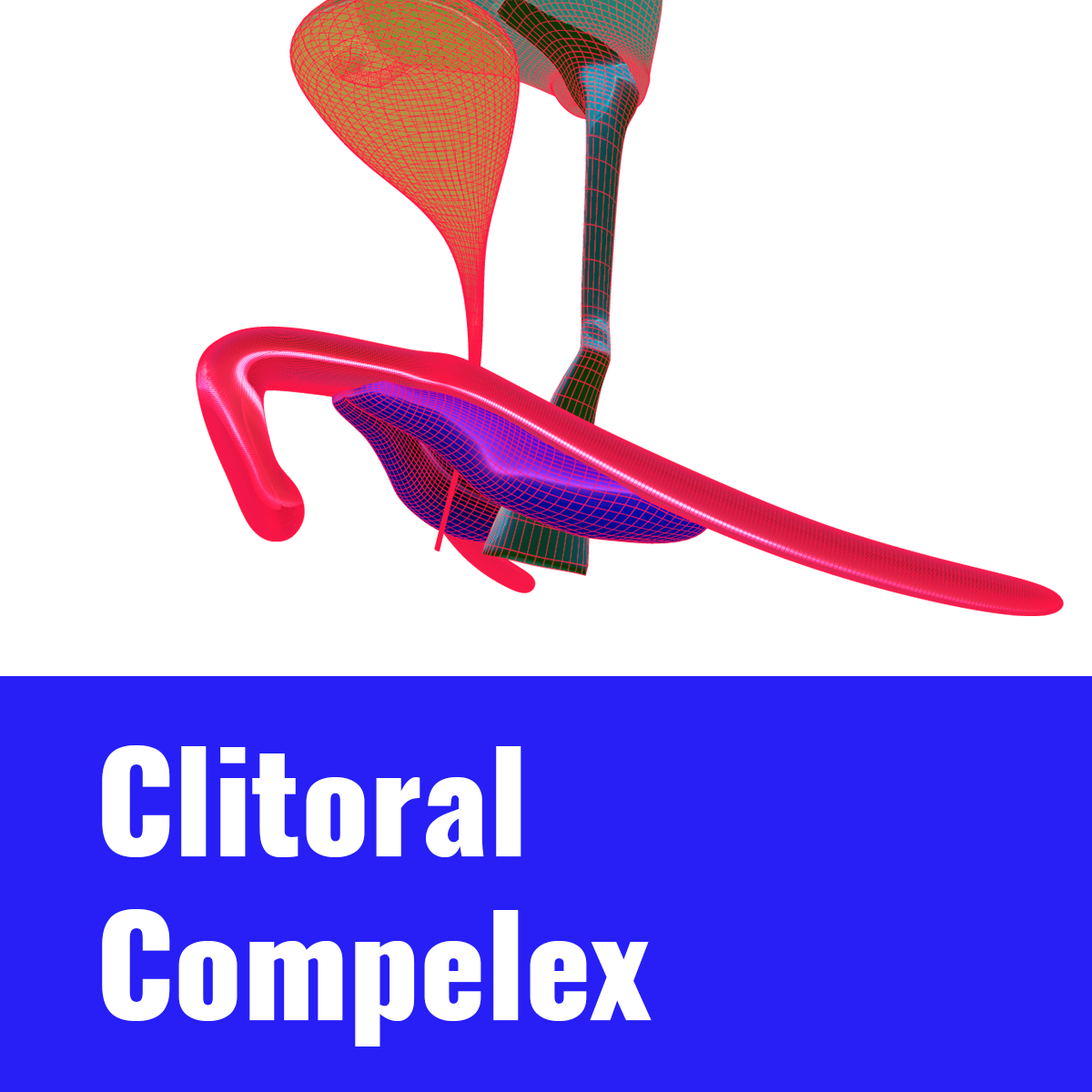 4 Clitoral complex thumbnail V2.png