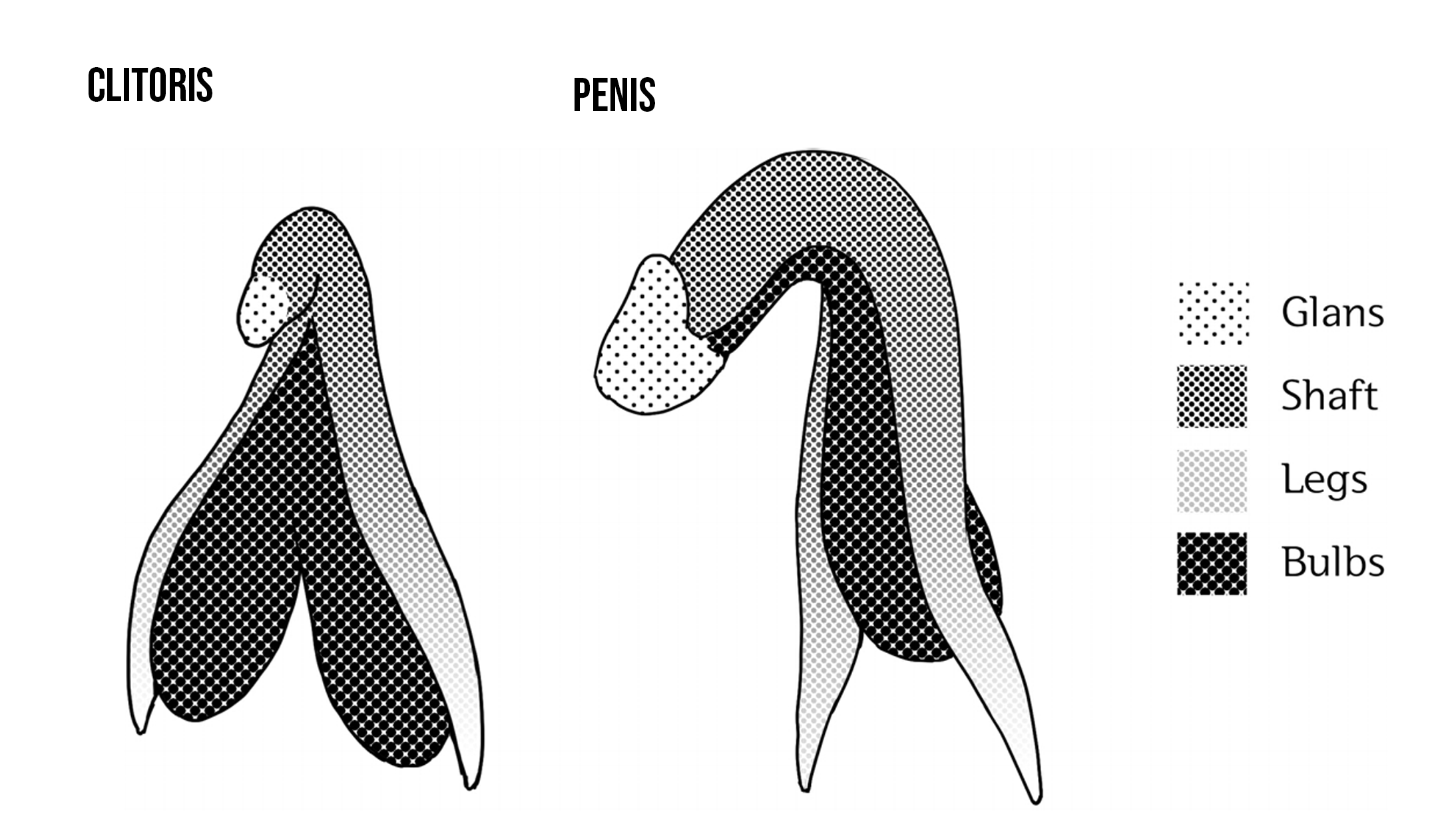 Male and Female erectile tissue. However the Glans (head) of the clitoris (the part that you can see in the vulva) has very little erectile tissue, as it is mostly made up of very densely packed nerves. Image Credit: Barbara Carrellas Urban Tantra