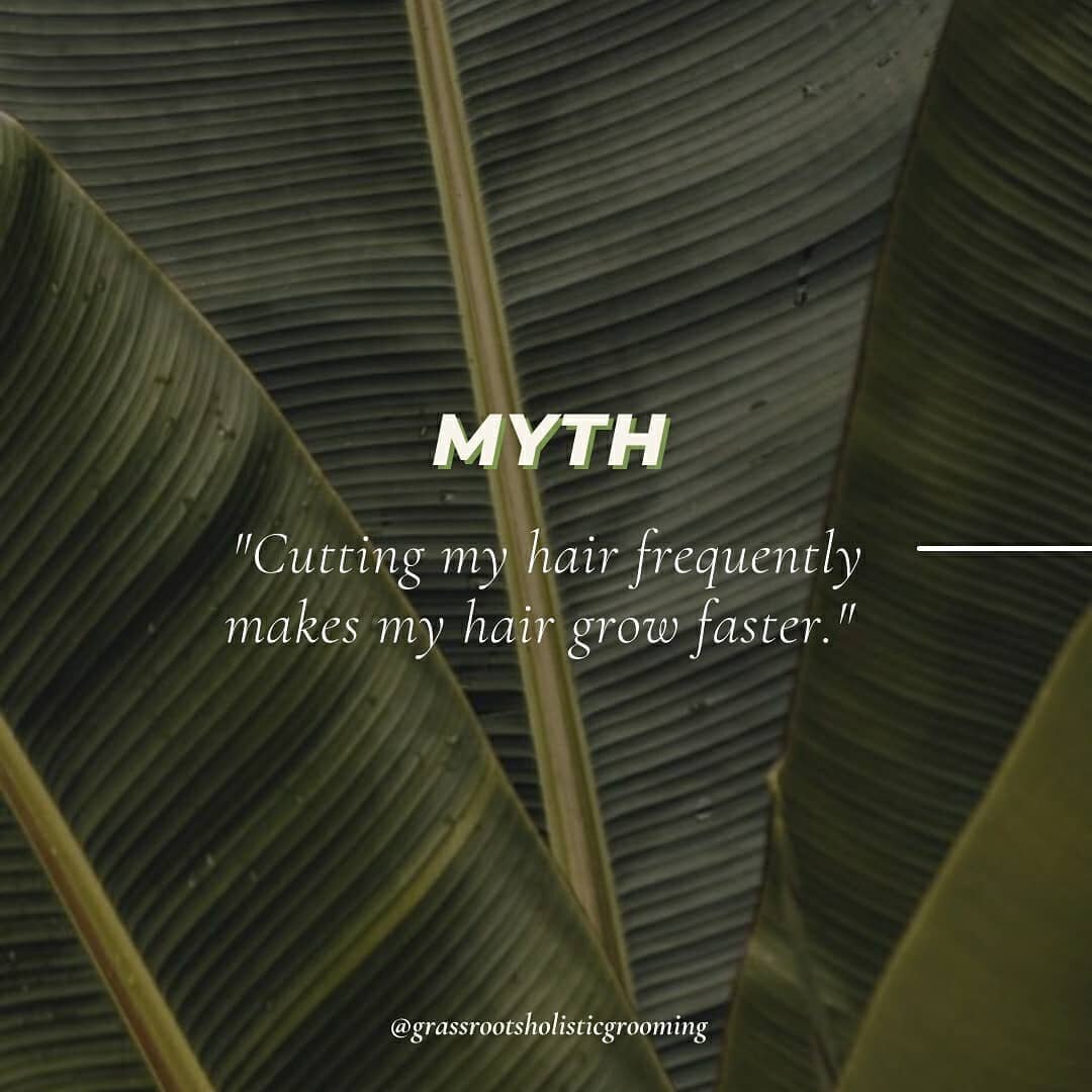 Today's myth or fact!&nbsp;
​
​MYTH 🙅&zwj;♀️ ​&quot;Cutting my hair frequently makes it grow faster.&quot;

​FACT&nbsp;💁&zwj;♀️&nbsp;Your hair grows from your scalp. The only things that can speed up hair growth is your metabolism. However, frequen