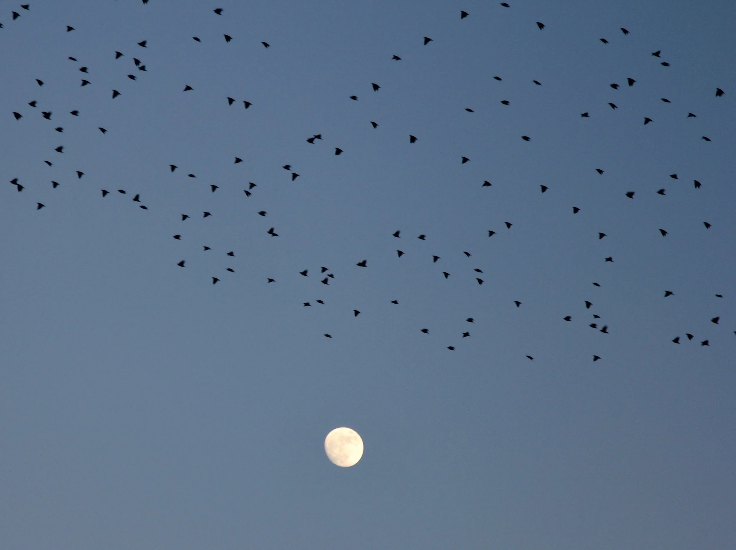Starling Moon