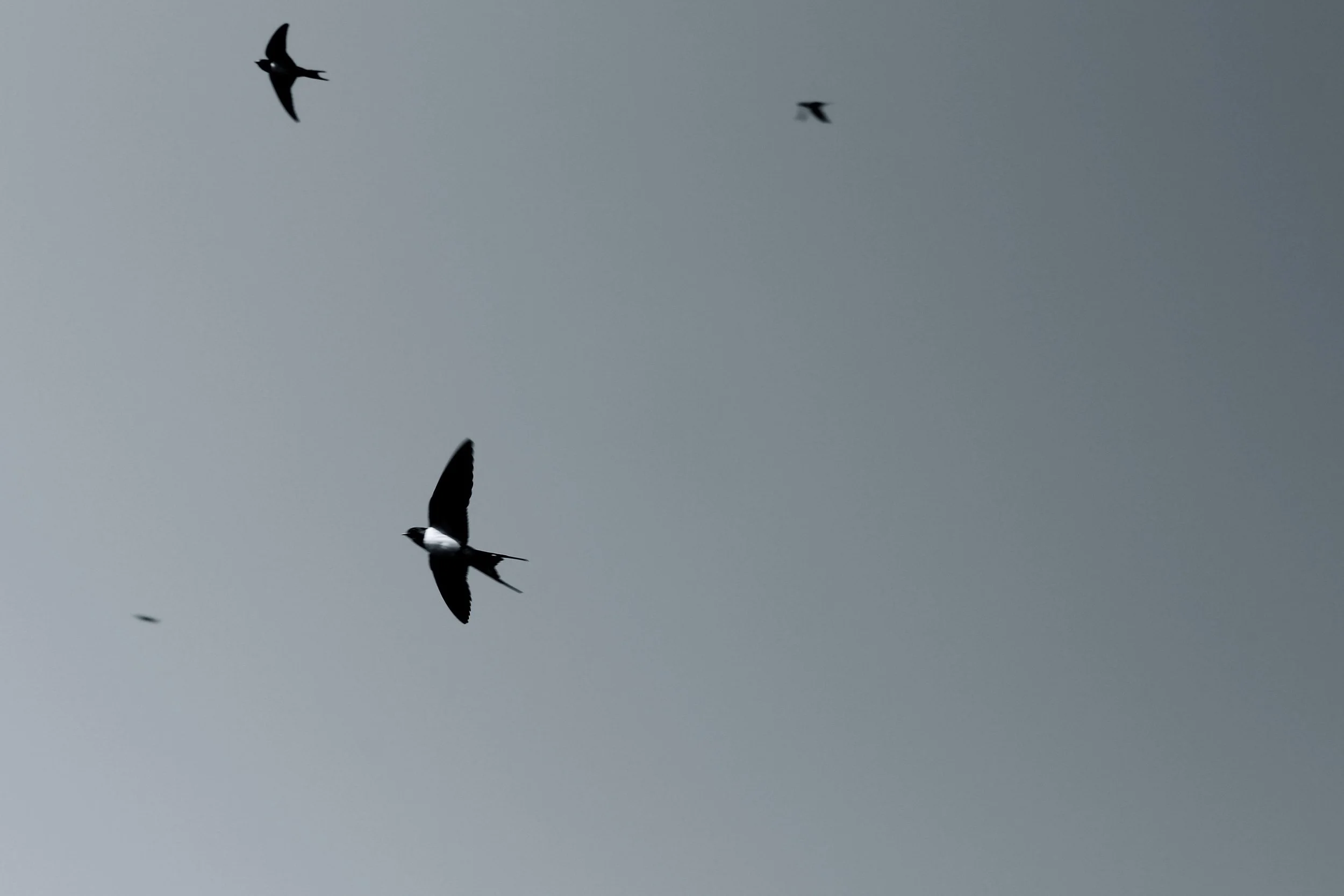 Swallows flying (2).jpg.jpeg