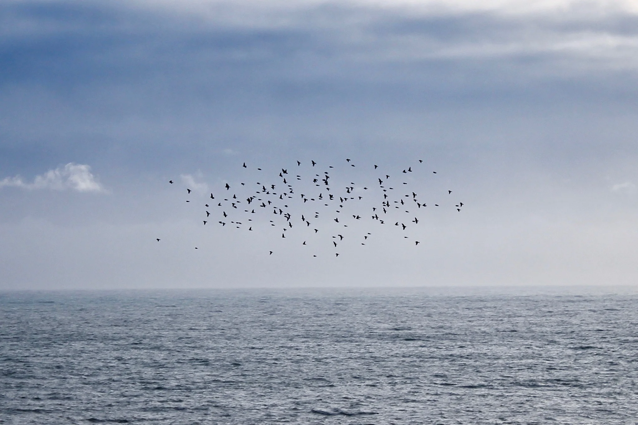 Sea murmmur.jpg.jpeg