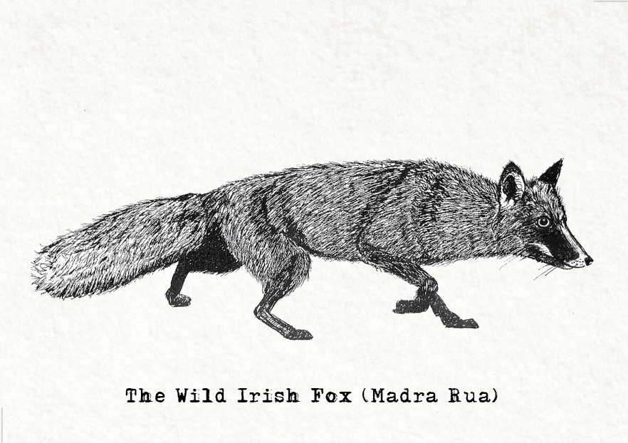Wild Irish Animal_Fox Card Front.png