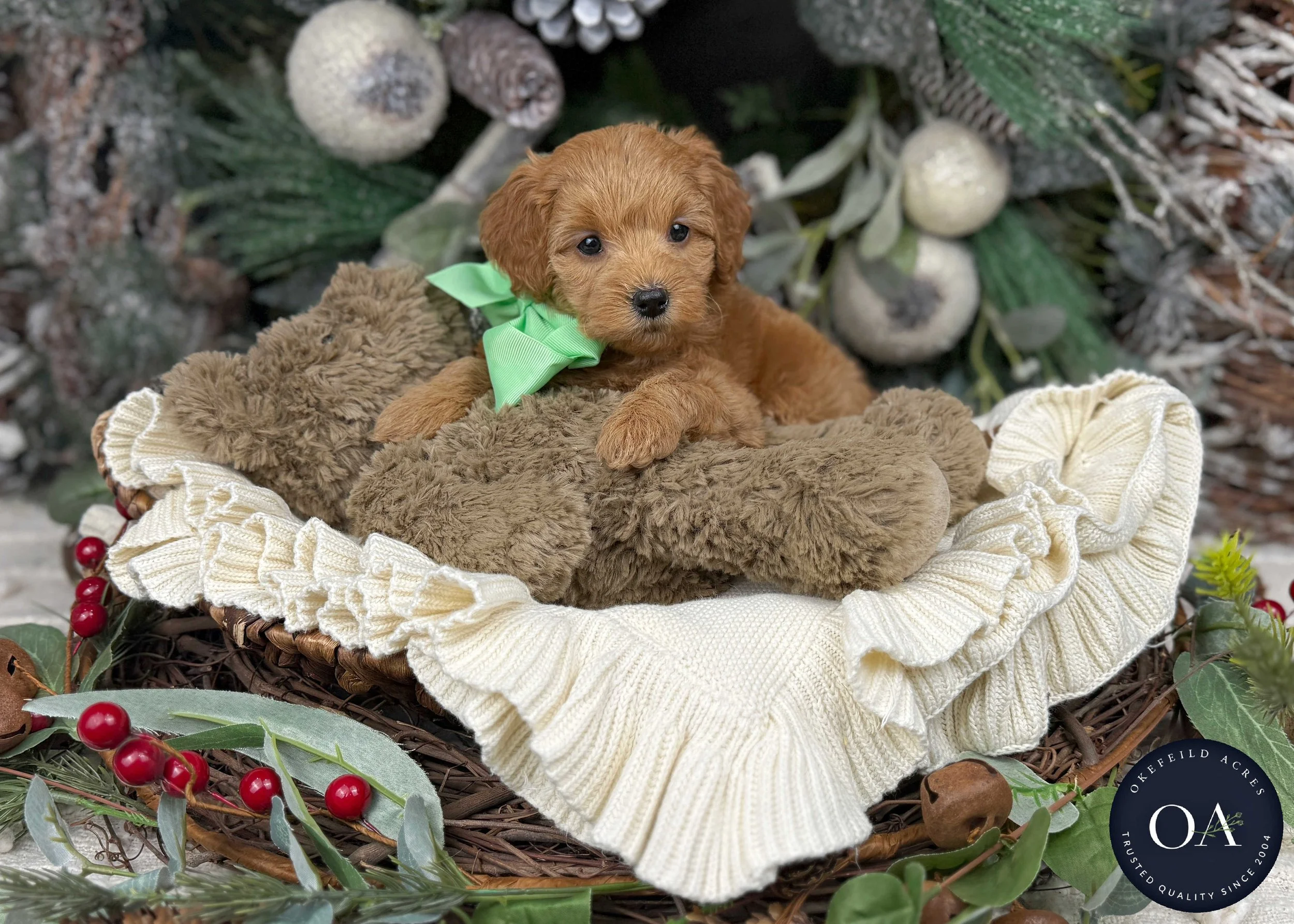 Apricot Female F1b Mini English Teddy Bear Goldendoodle Puppy For Sale Okefeild Acres Missouri