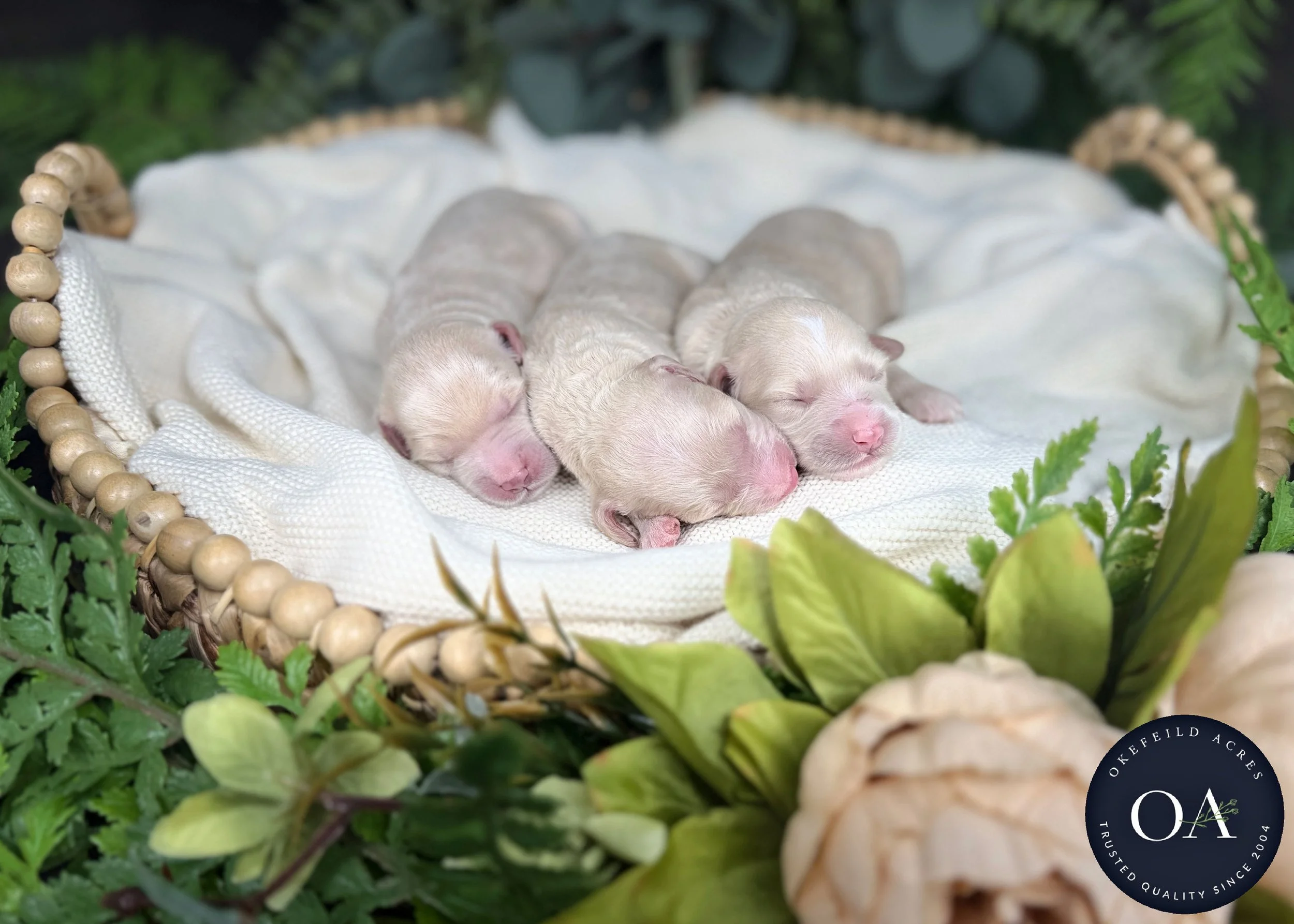 Cream Female F2b Mini English Teddy Bear Goldendoodle Puppies For Sale Okefeild Acres Missouri