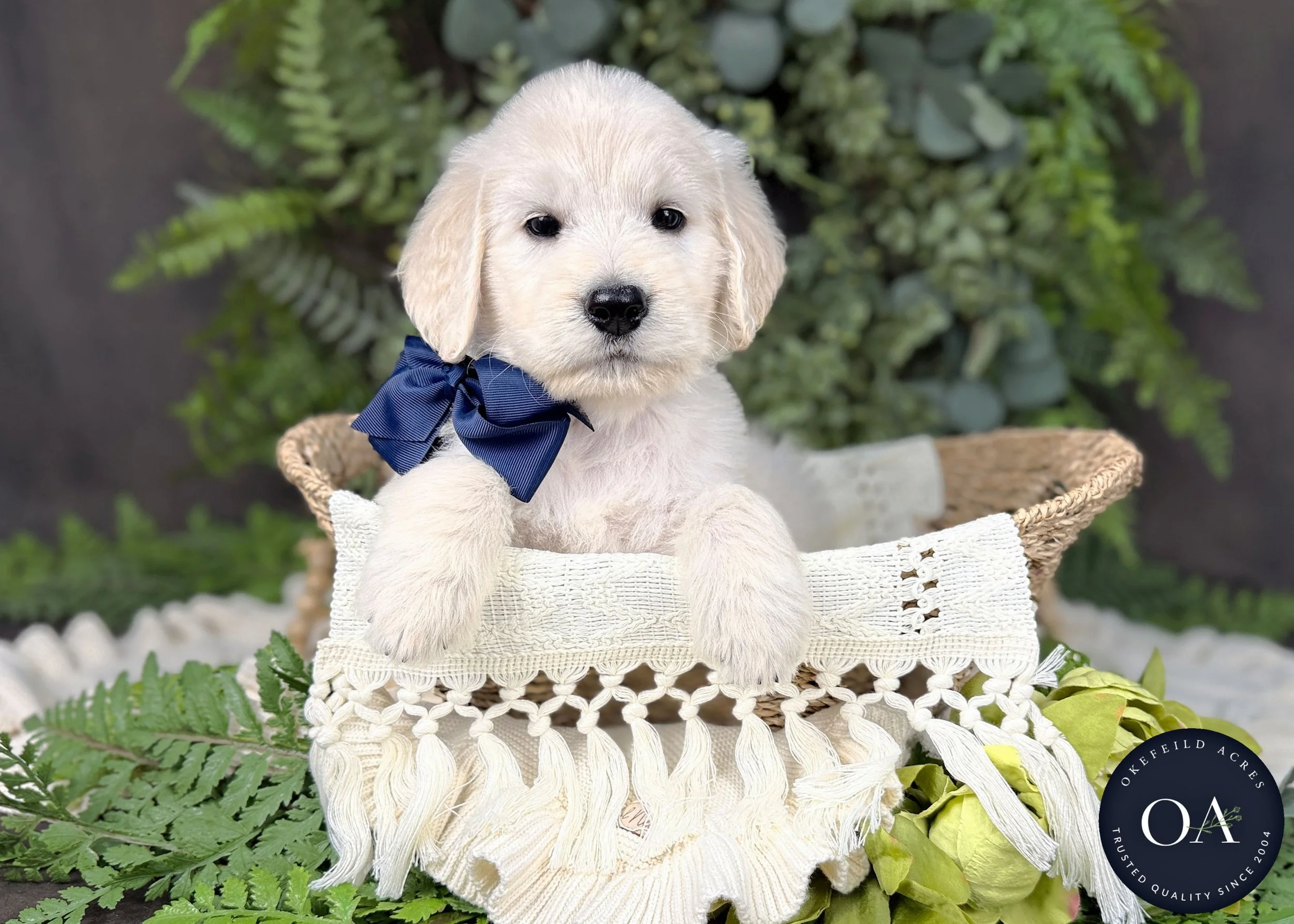 Cream F1 Standard English Teddy Bear Goldendoodle Puppies For Sale Okefeild Acres Missouri