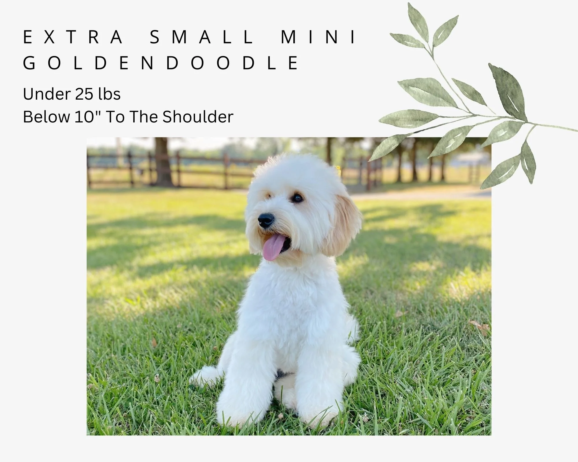 English Teddybear Goldendoodle Puppies - Training Included - Missouri