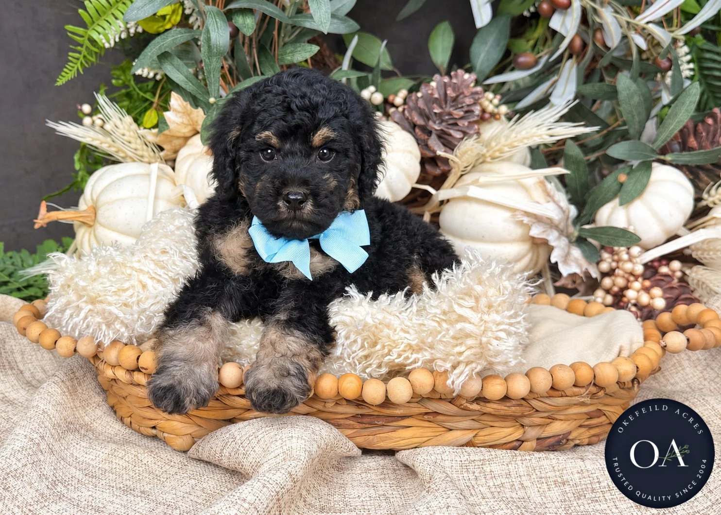 Ryker Black Phantom Male F2b Small English Teddy Bear Goldendoodle Puppy For Sale Okefeild Acres Missouri
