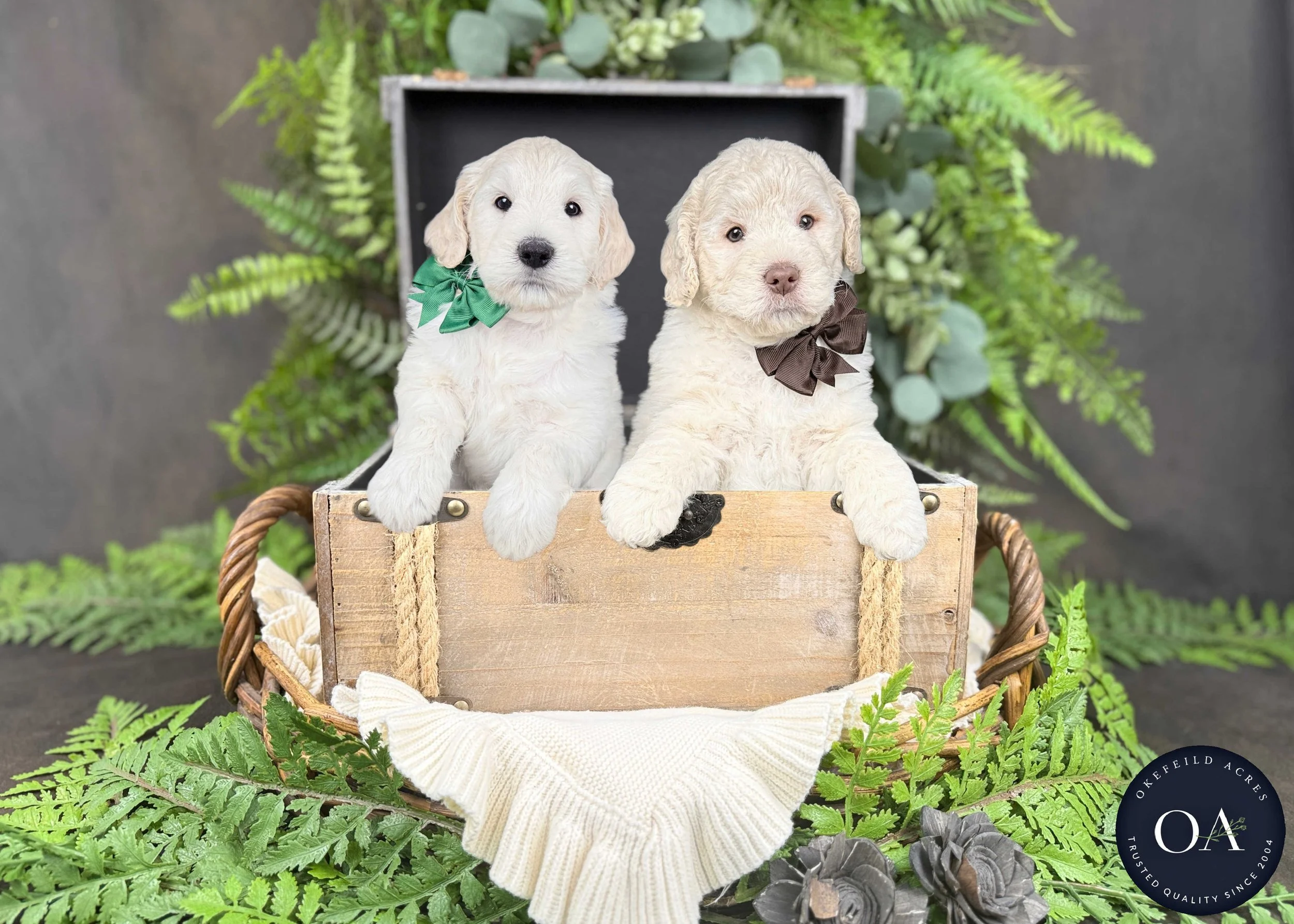 Cream Male F1b Mini English Teddy Bear Goldendoodle Puppies For Sale Okefeild Acres Missouri