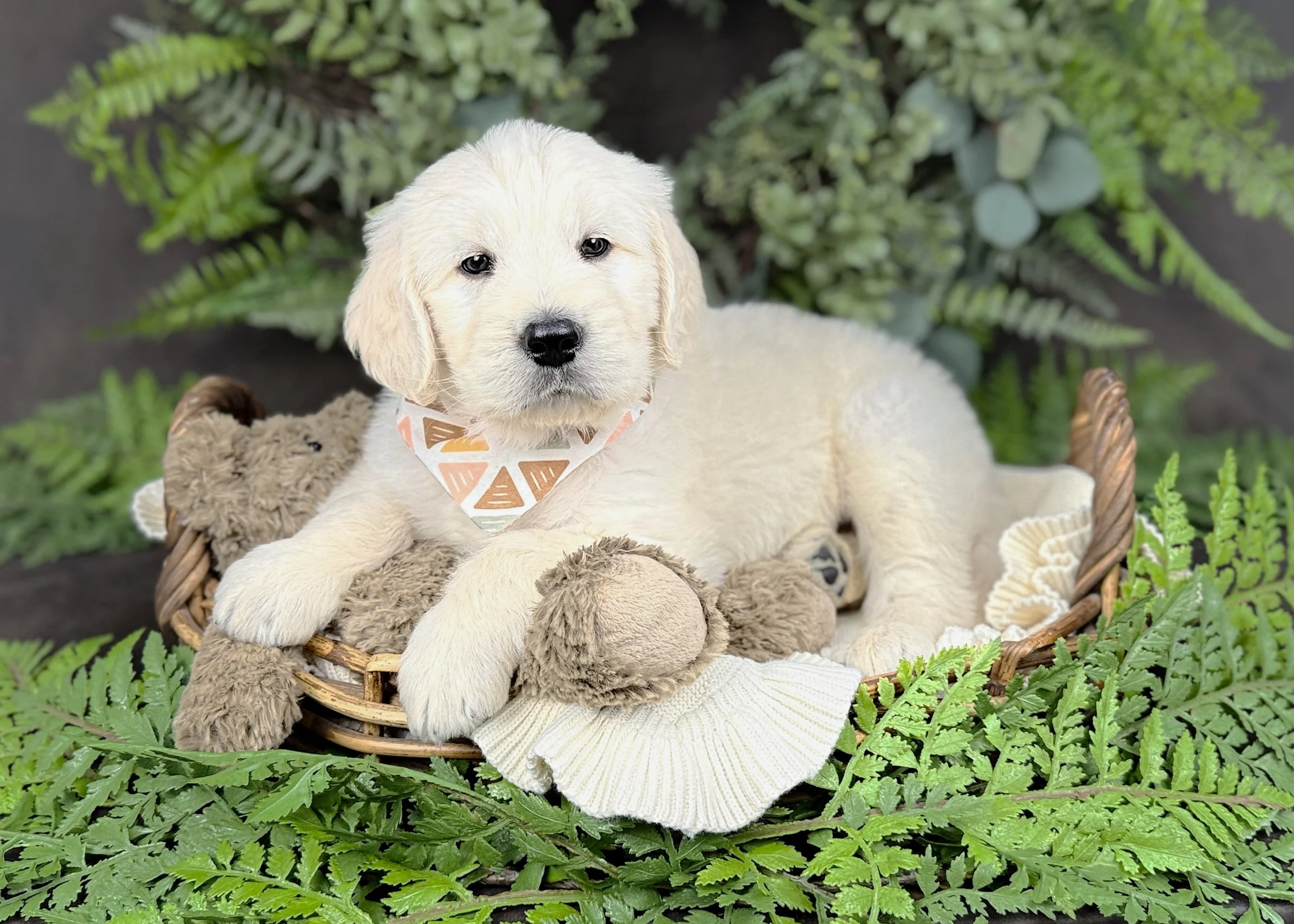 Keaton Cream Male F1 Standard English Teddy Bear Goldendoodle Puppy For Sale Okefeild Acres Missouri